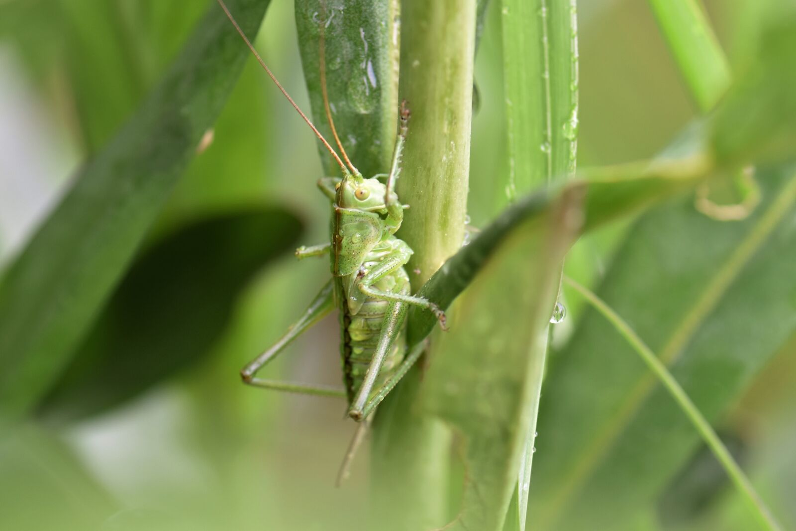 Nikon D5500 sample photo. Grasshopper, leaf, green photography