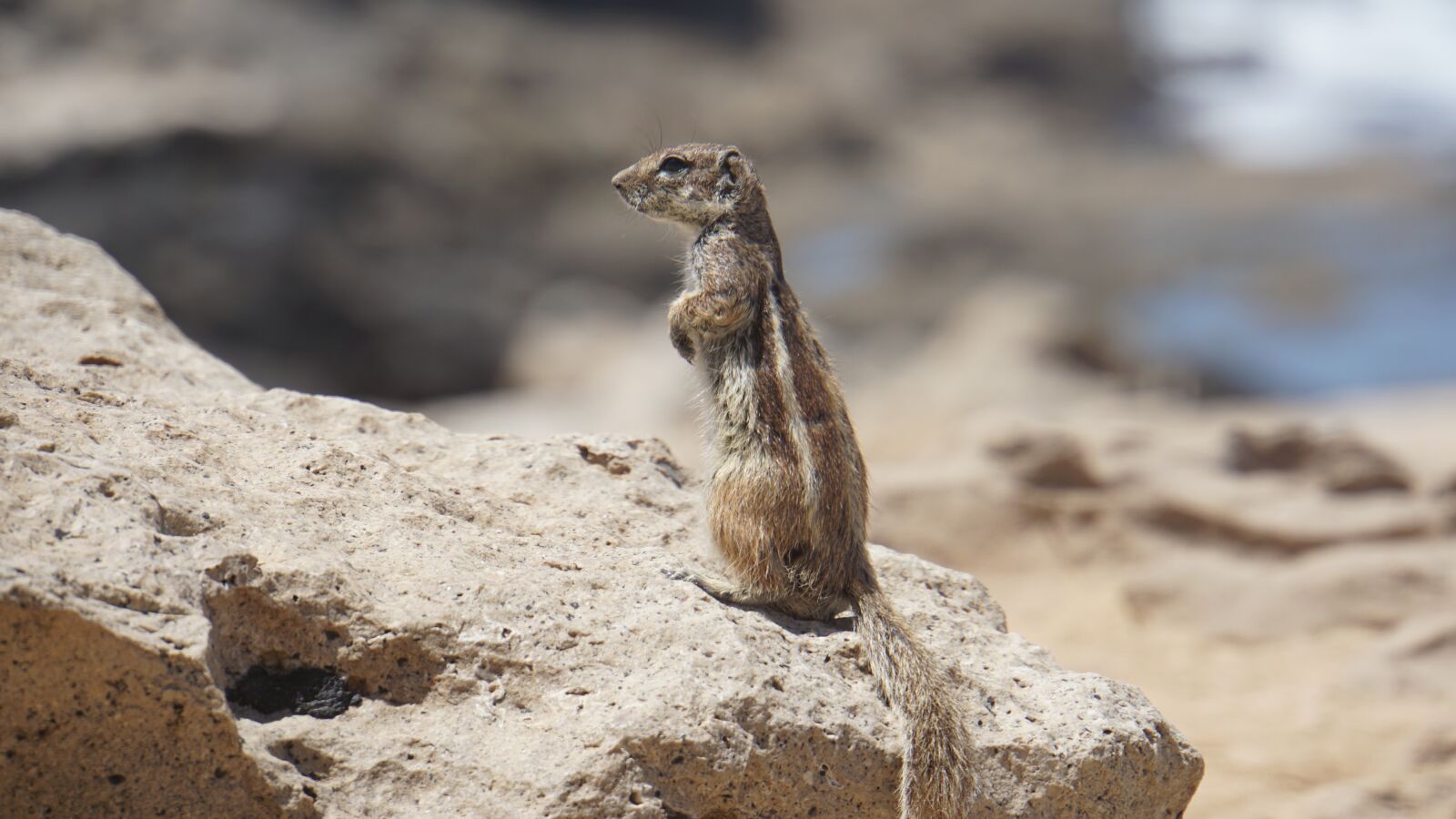 Sony E 18-200mm F3.5-6.3 OSS LE sample photo. Chipmunk, rock, nature photography