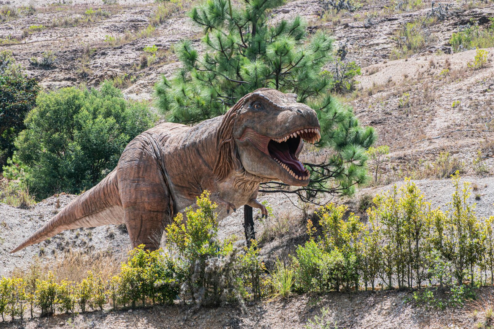 Nikon D5600 sample photo. Tyrannosaurus, gondava, park photography