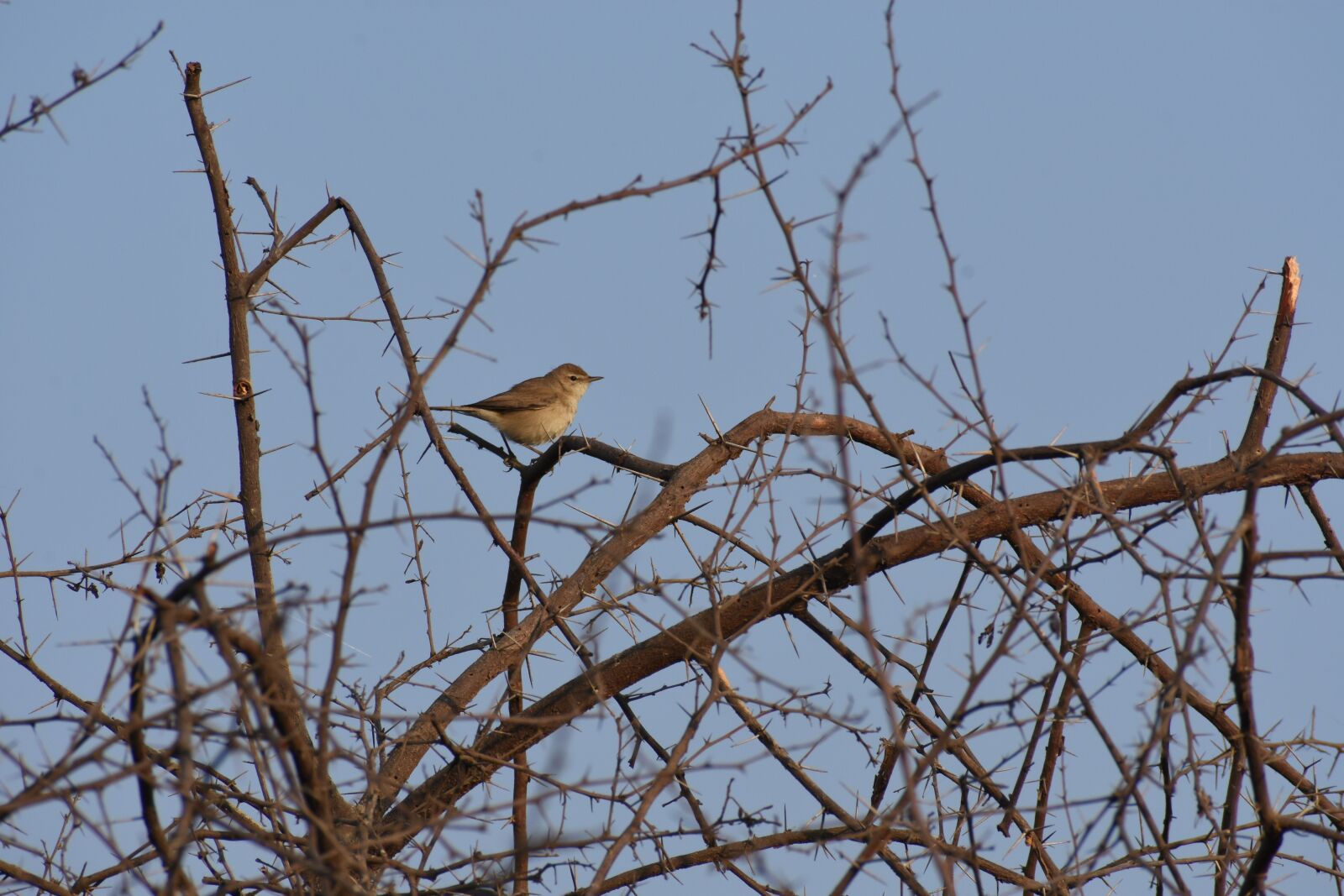 Nikon D7200 sample photo. Bird, lake, water photography
