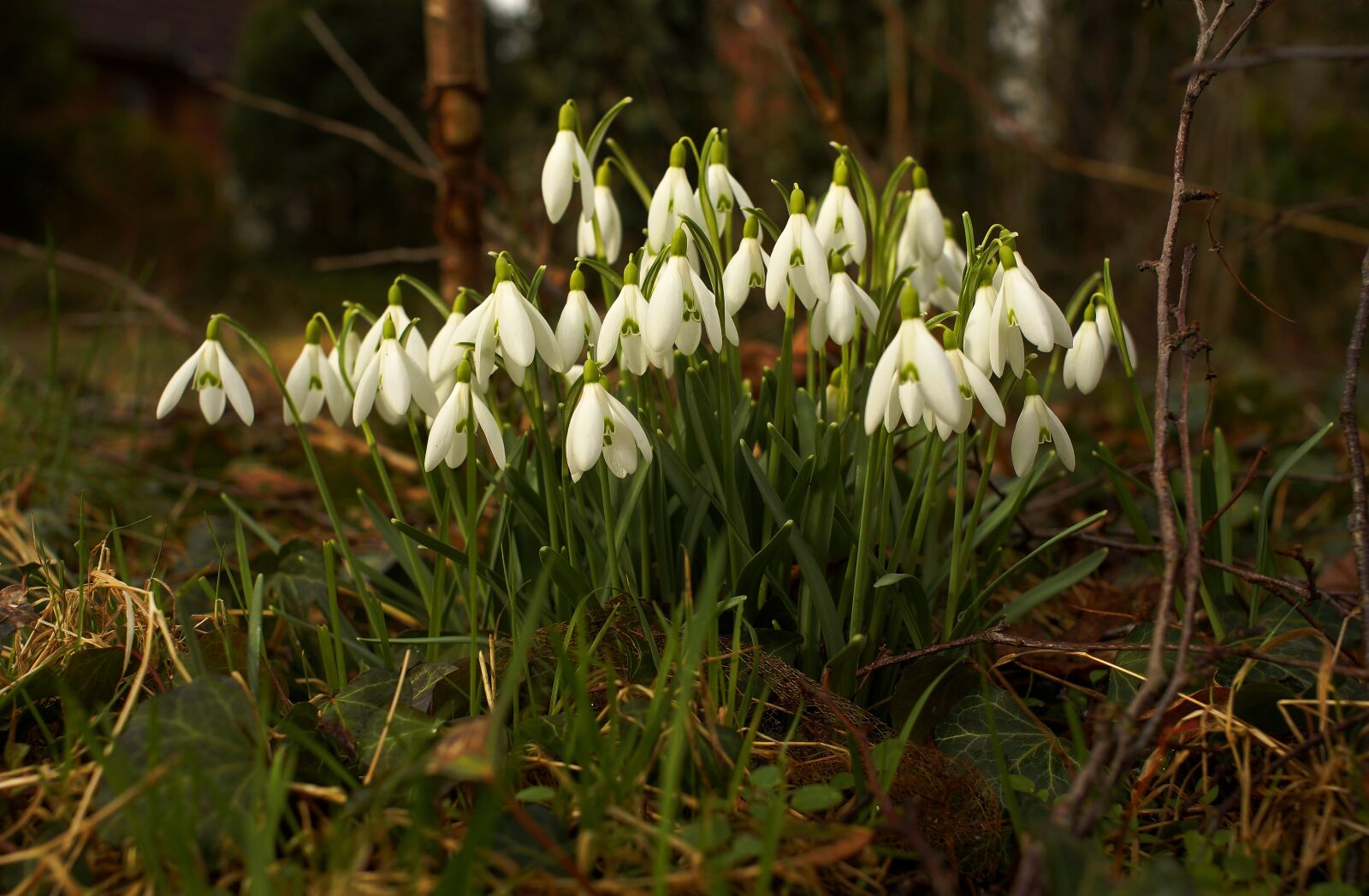 Sony a99 II sample photo. Snowdrop, flowers, spring photography