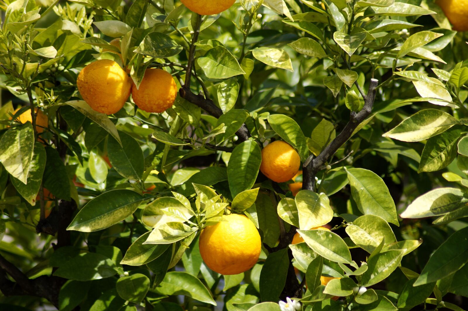 Sony SLT-A58 sample photo. Oranges, fruits, orange tree photography