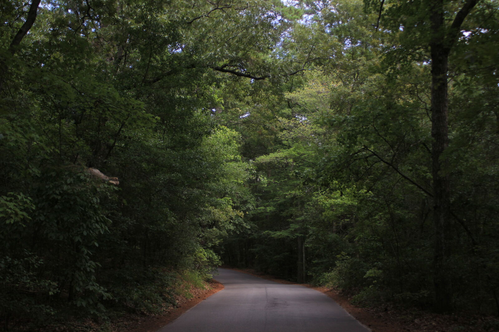 Canon EF 28-80mm f/3.5-5.6 sample photo. Alley, forest, nature, park photography