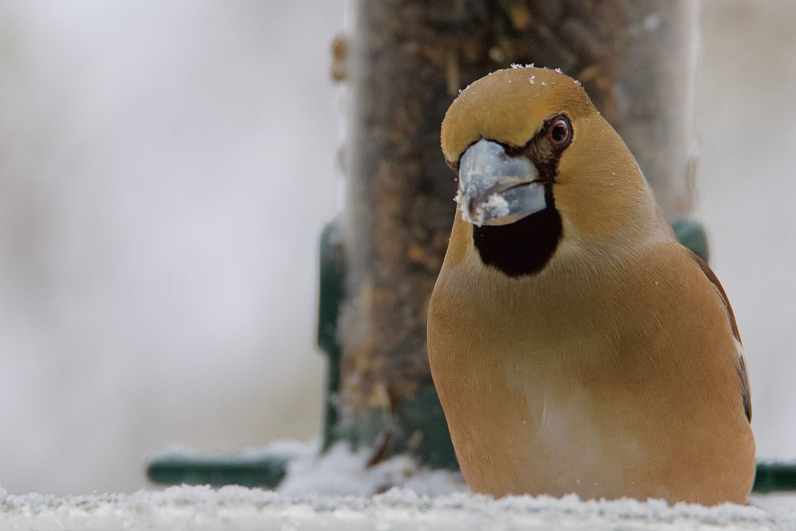 Nikon D750 sample photo. Big kiss, case-nuclei, winter photography