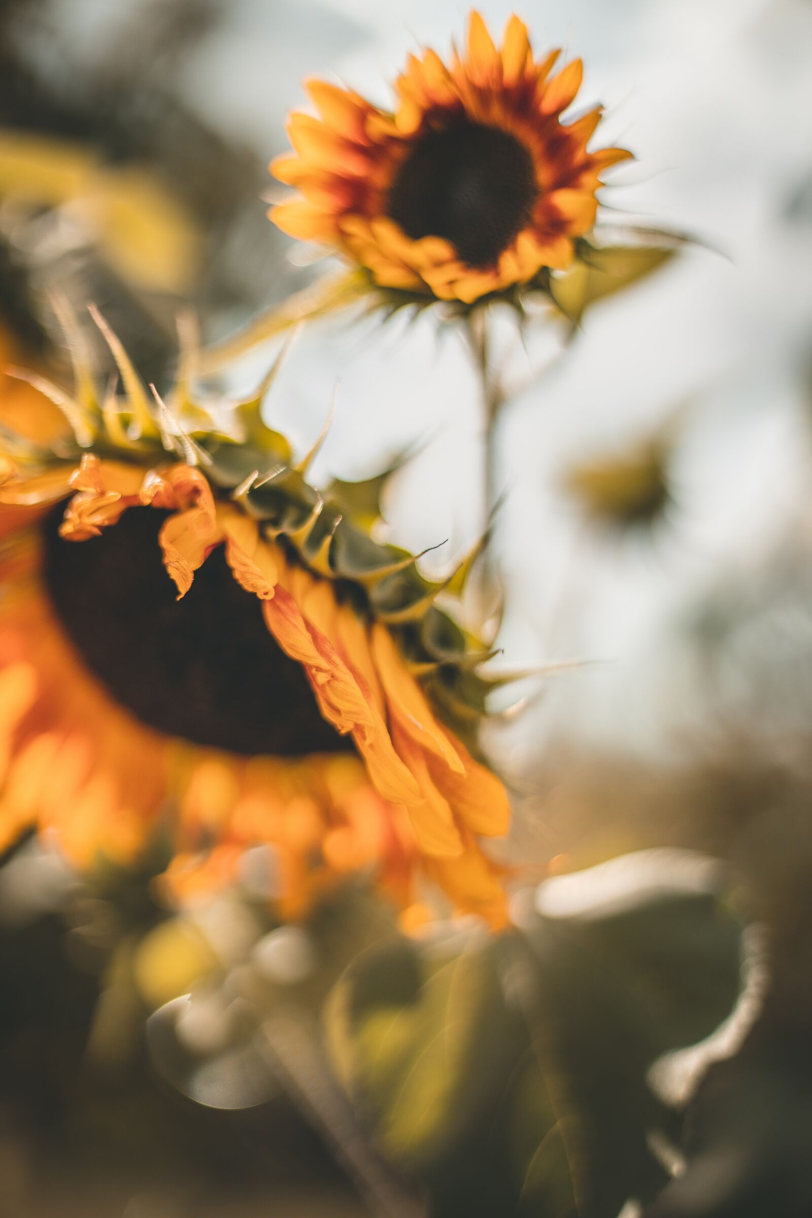 Canon EF 50mm F1.4 USM sample photo. Sunflowers, blur, the background photography