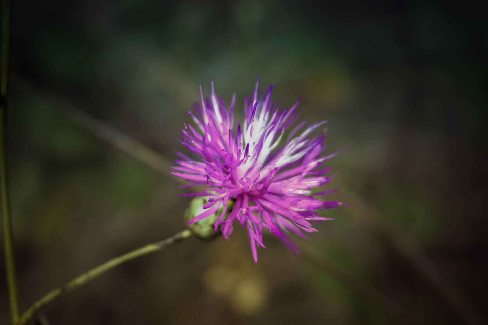 Nikon D3300 sample photo. Flower, plant, botany photography