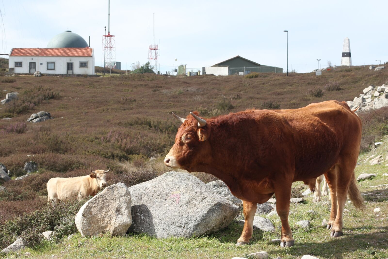 Canon EOS 5D Mark II sample photo. Animal, portugal photography