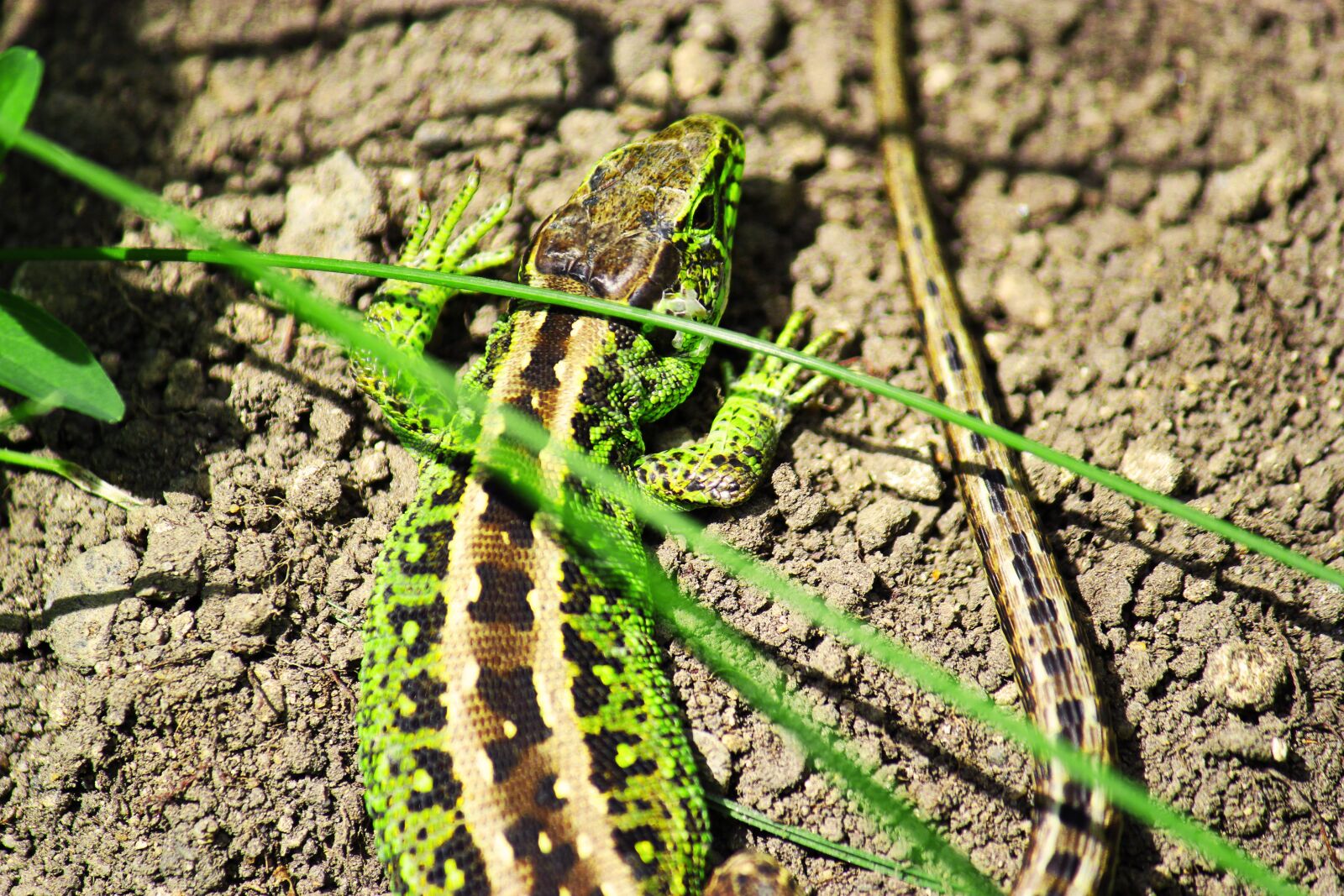 Canon EOS 550D (EOS Rebel T2i / EOS Kiss X4) sample photo. Salamander, green, amphibians photography