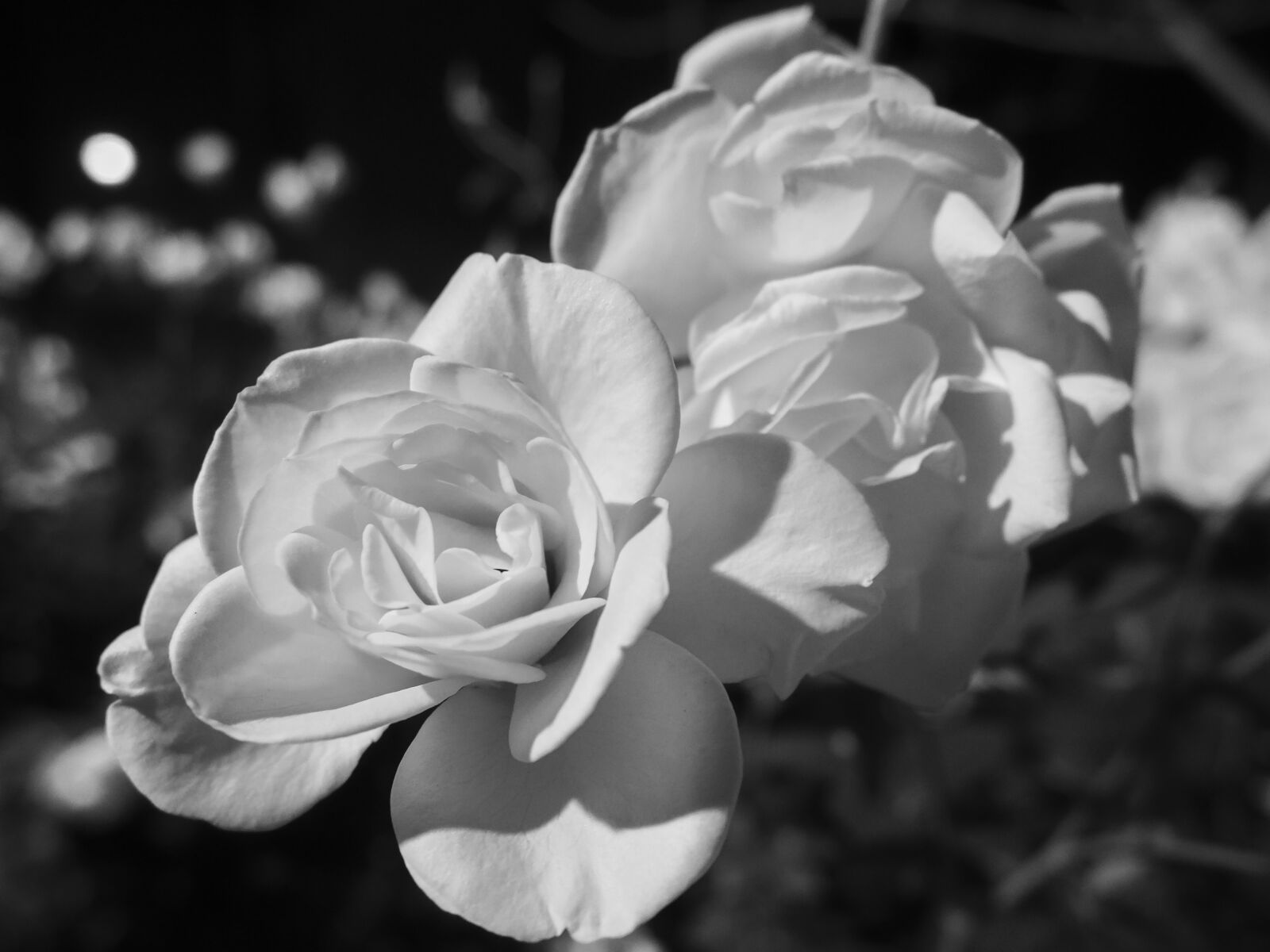 Olympus OM-D E-M10 II sample photo. Black, and, white, flower photography