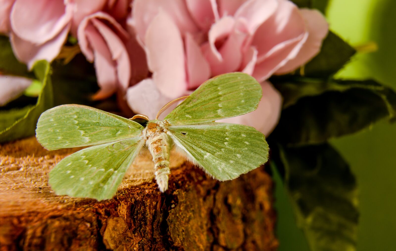 Nikon D610 sample photo. Nature, flower, wood photography