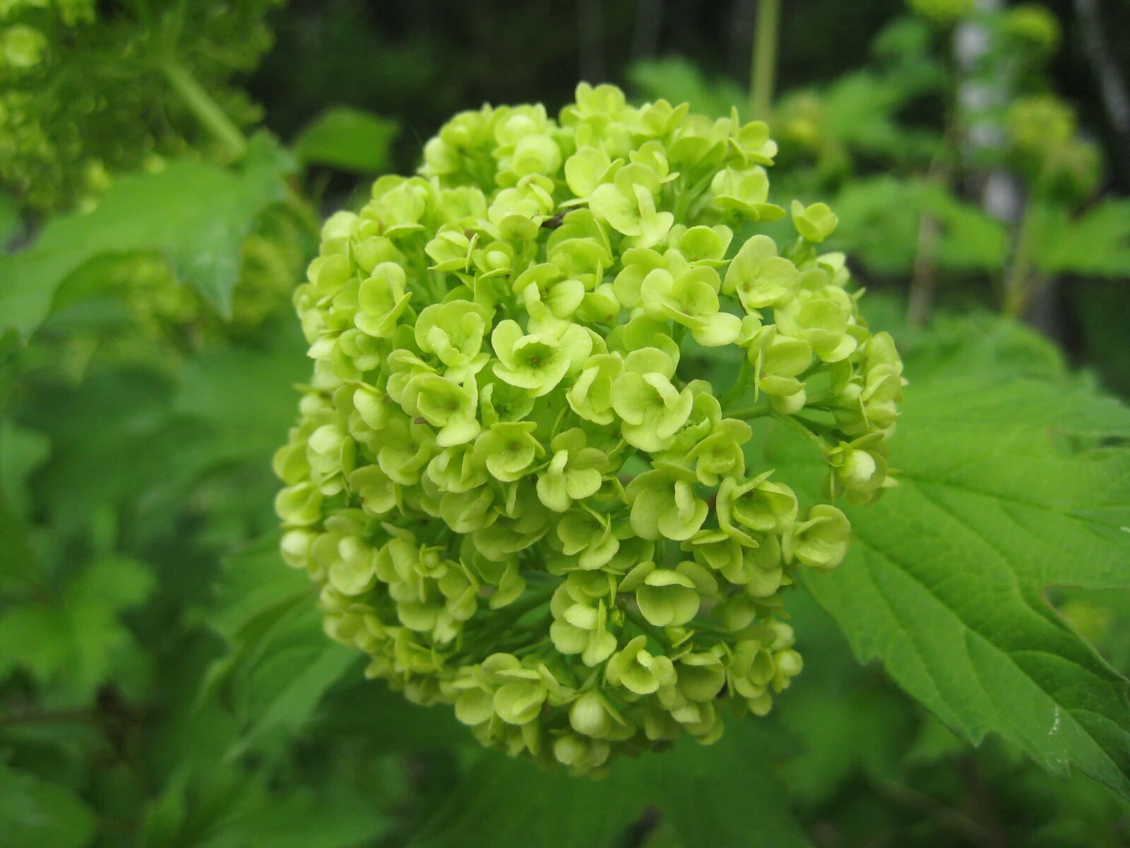 Canon DIGITAL IXUS 70 sample photo. Cluster, flower bud, flower photography