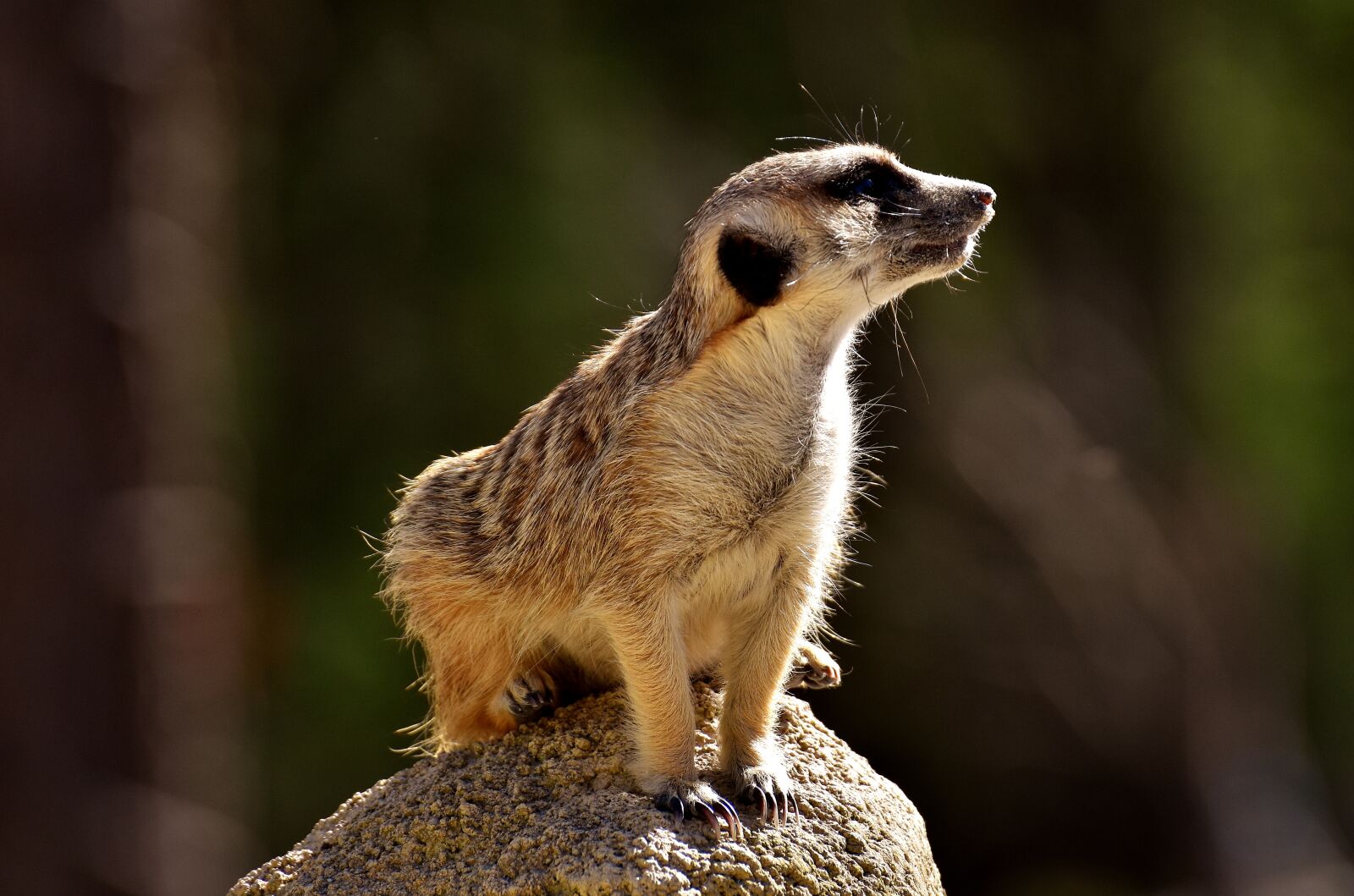 Nikon D7200 sample photo. Meerkat, cute, curious photography