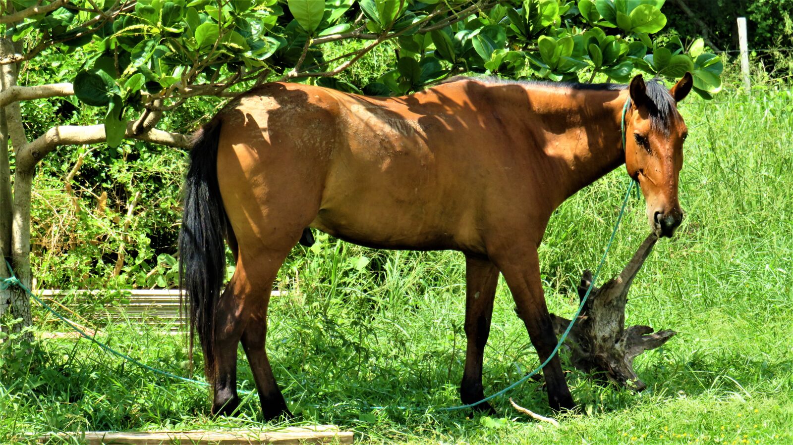 Canon PowerShot SX540 HS sample photo. Horse, farm, animal photography