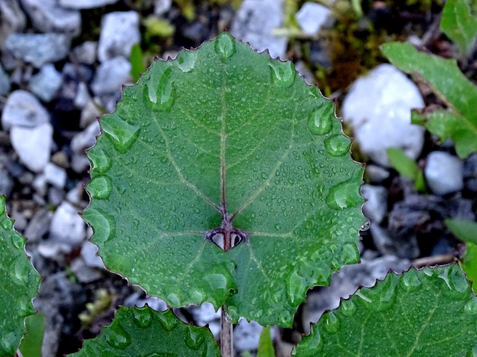 Sony Cyber-shot DSC-HX400V sample photo. Dewdrop, morgentau, butterbur photography
