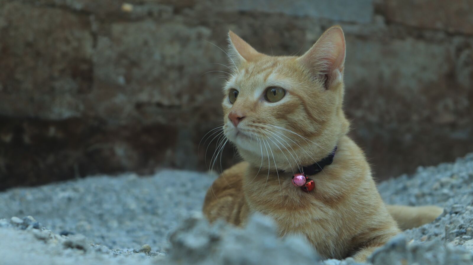Canon EOS 200D (EOS Rebel SL2 / EOS Kiss X9) sample photo. Cat, sand, orange photography