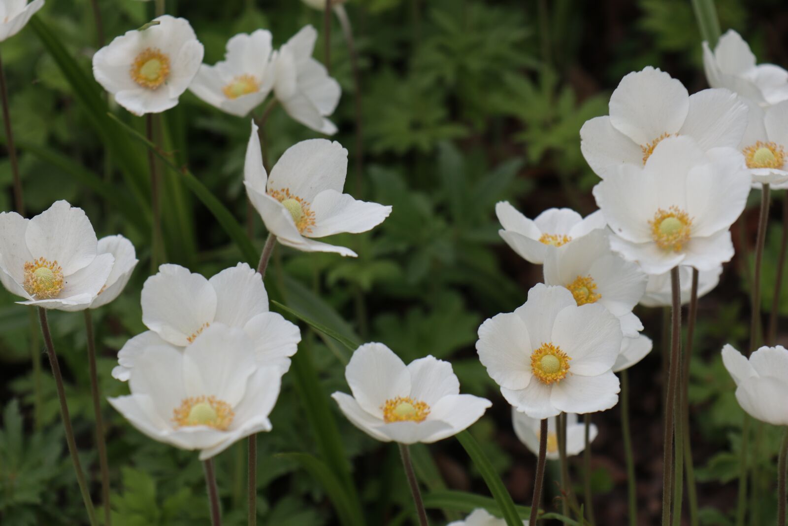 Canon EOS M6 sample photo. Spring, may, garden photography