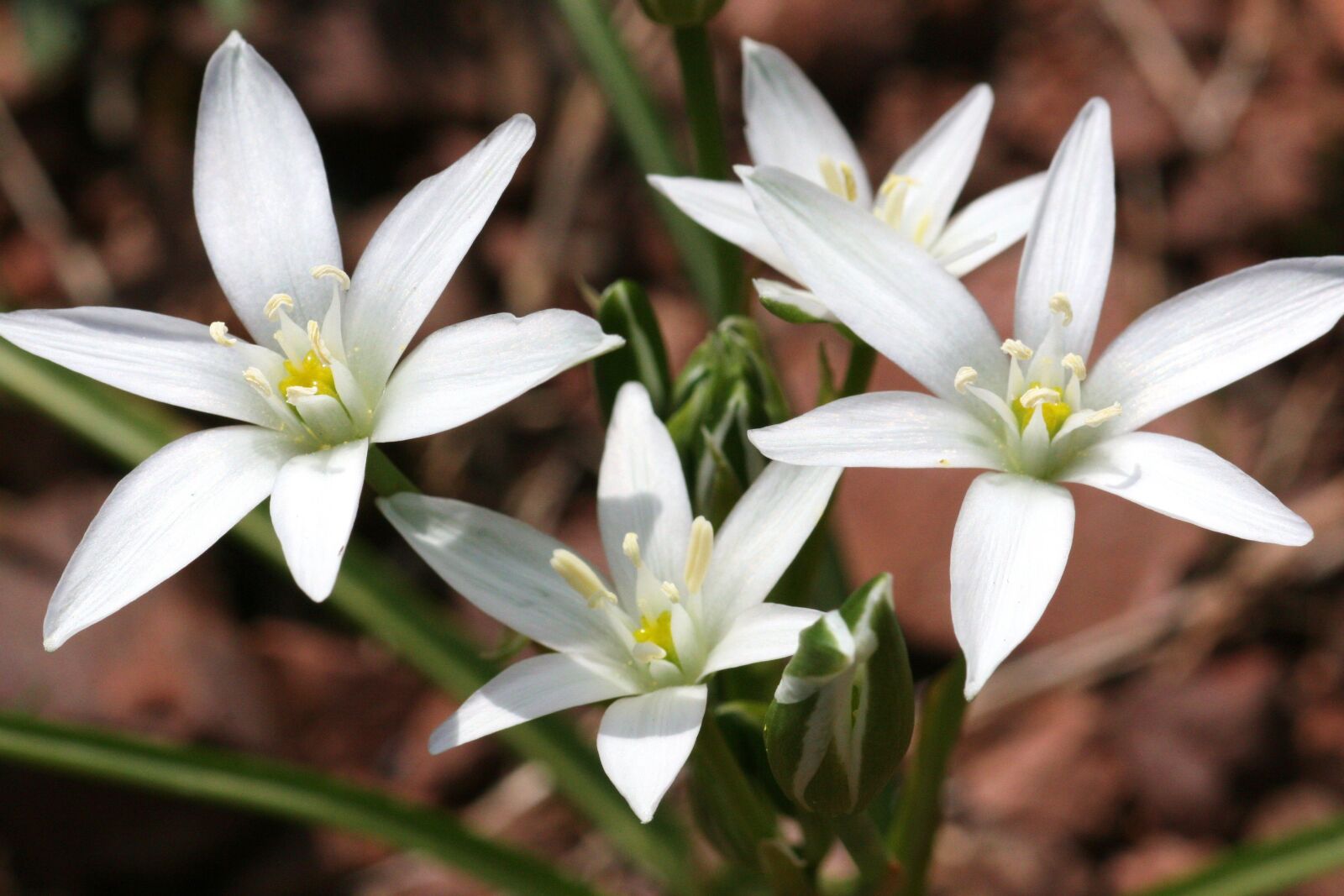 Canon EOS 30D sample photo. Ornithogalum montanum, flower, nature photography