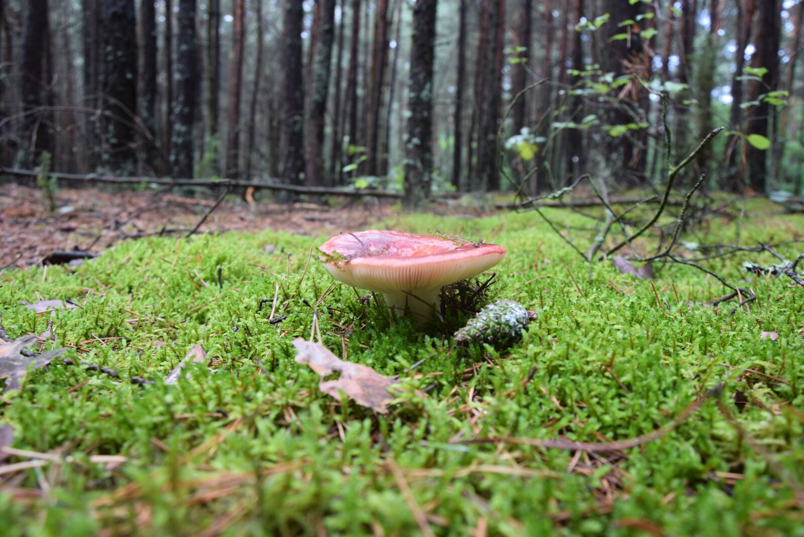 Nikon D5300 sample photo. Mushroom, forest, moss photography