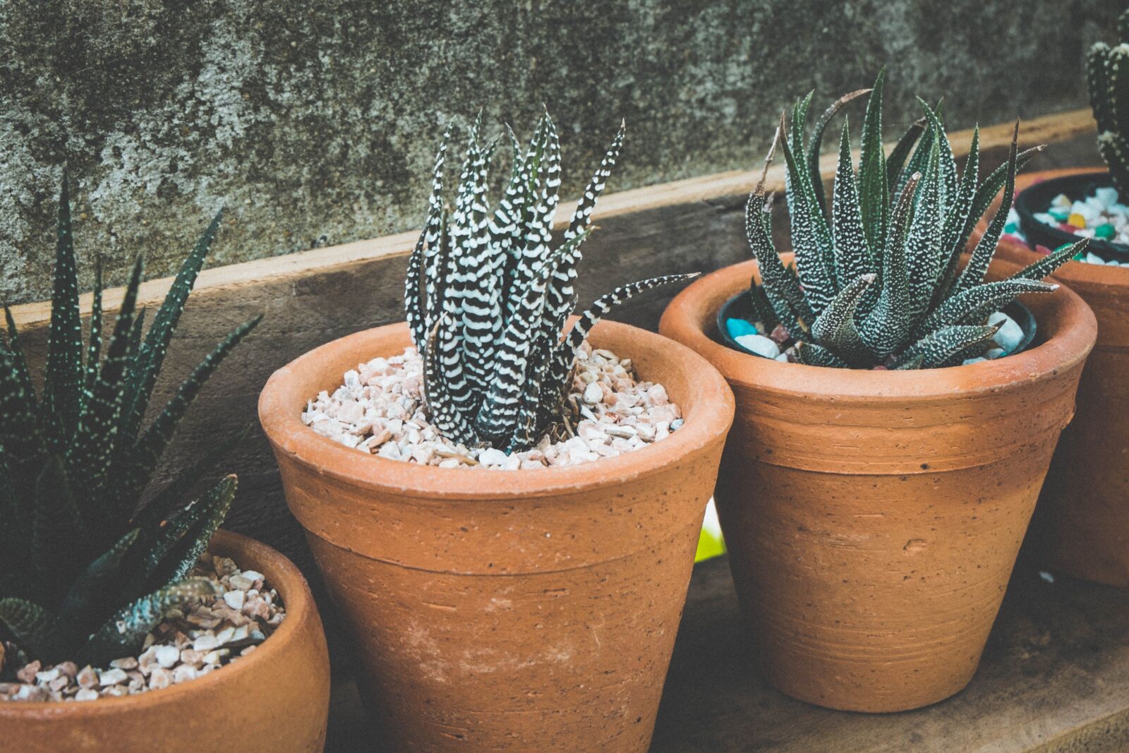 Fujifilm X-M1 sample photo. Flowerpots, nature, pots photography