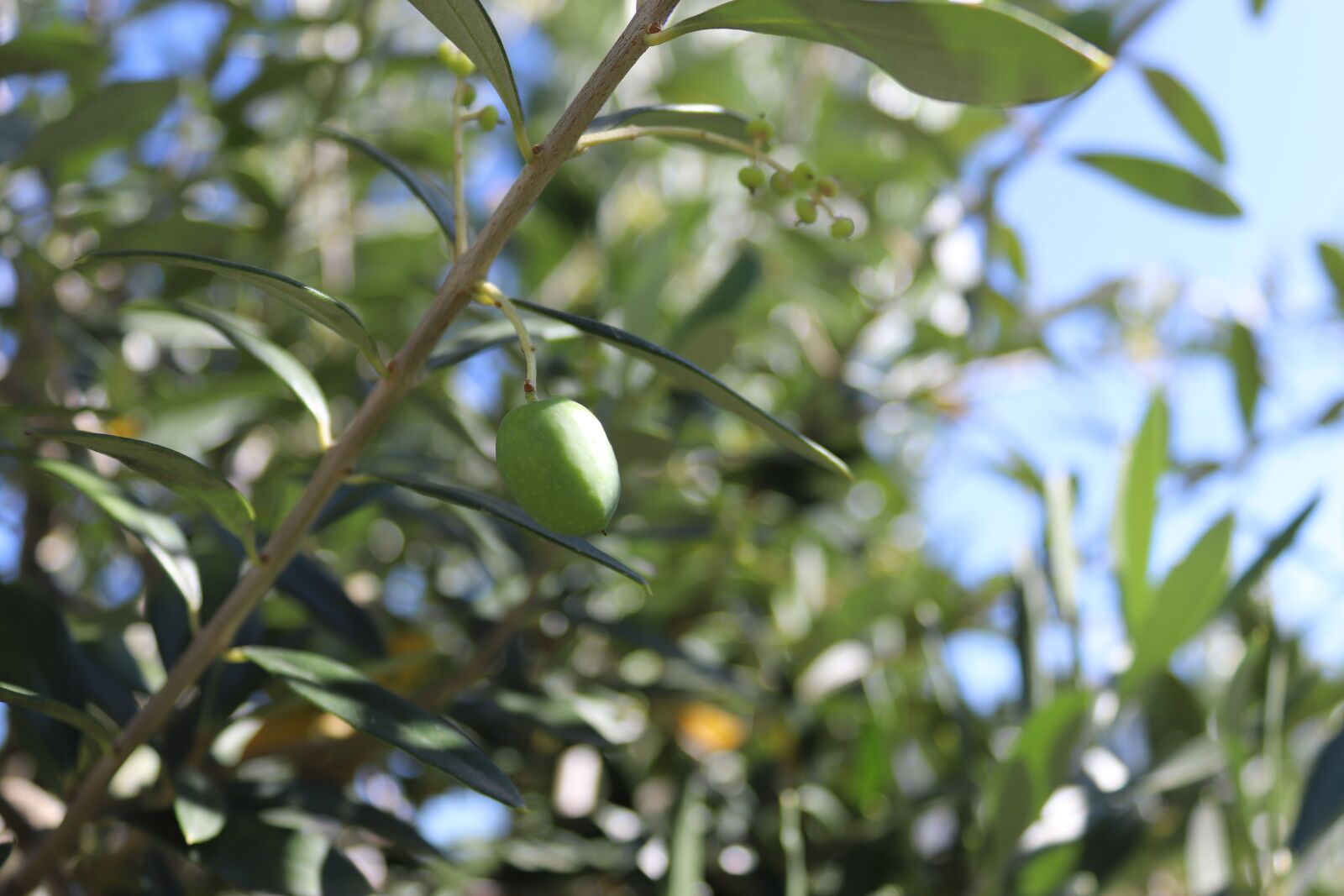 Canon EOS 200D (EOS Rebel SL2 / EOS Kiss X9) sample photo. Olive, olive tree, branch photography