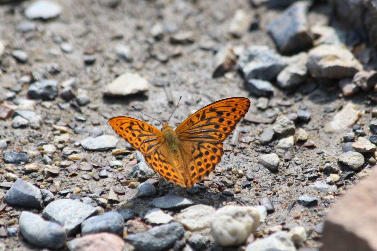 Canon EOS 650D (EOS Rebel T4i / EOS Kiss X6i) sample photo. Fritillary aglaia, butterfly, lepidoptera photography