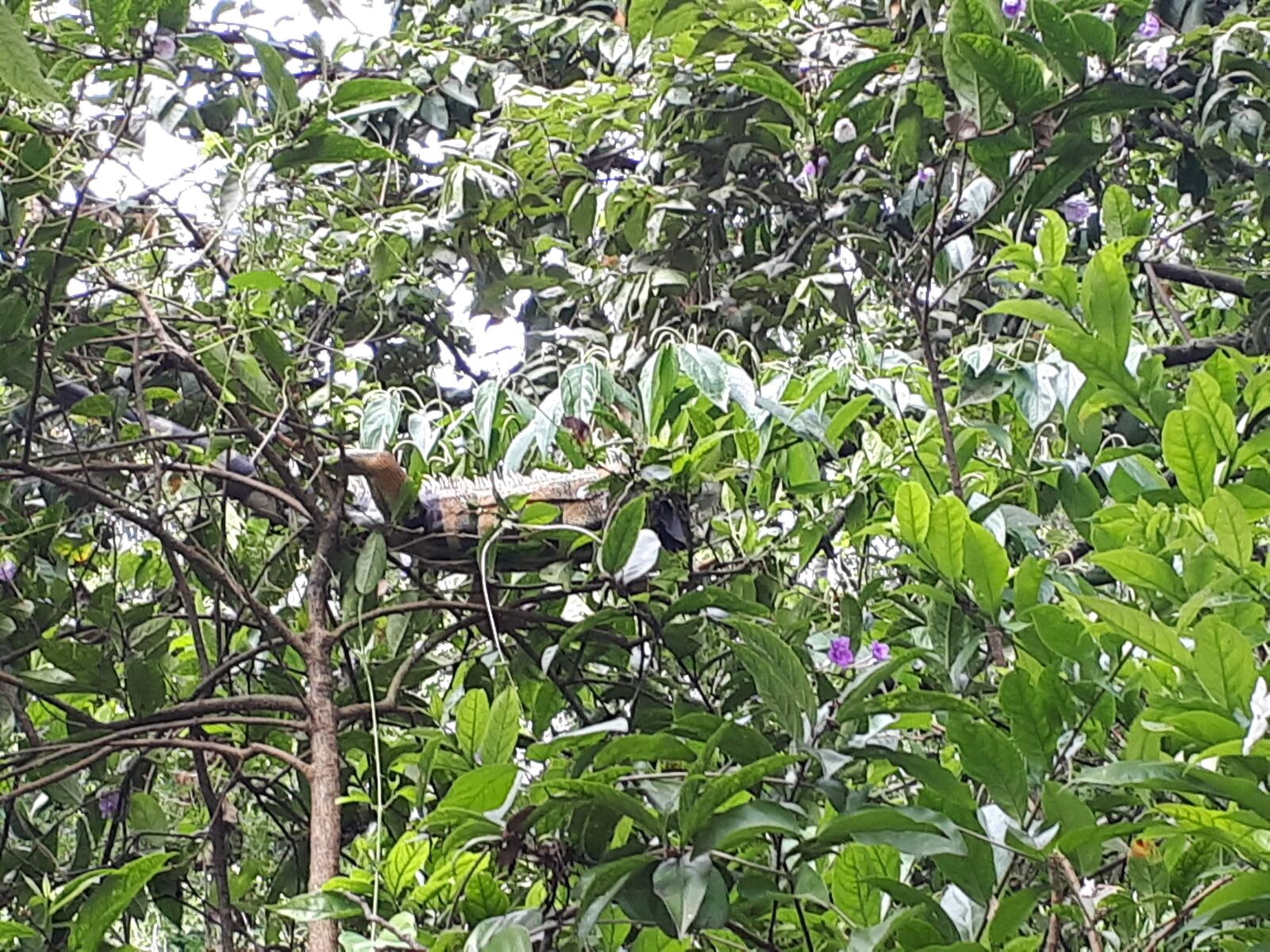 Samsung Galaxy A5(2017) sample photo. Forest, sheet, tree photography