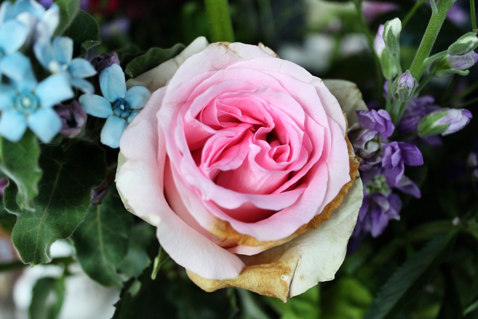 Canon EOS 1100D (EOS Rebel T3 / EOS Kiss X50) sample photo. Flower, rose, petal photography