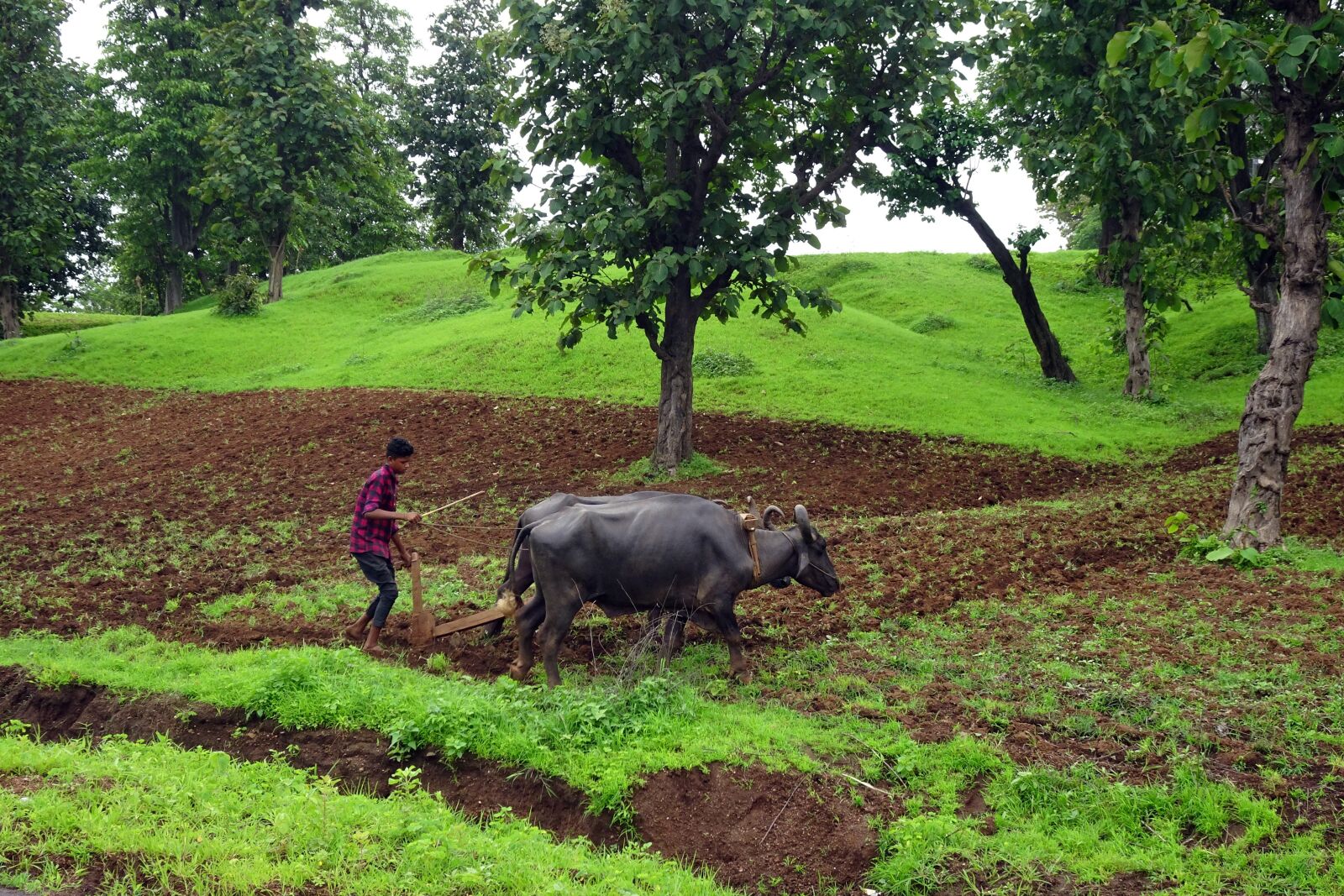 Sony Cyber-shot DSC-HX90V sample photo. Plough, buffalo, tilling photography