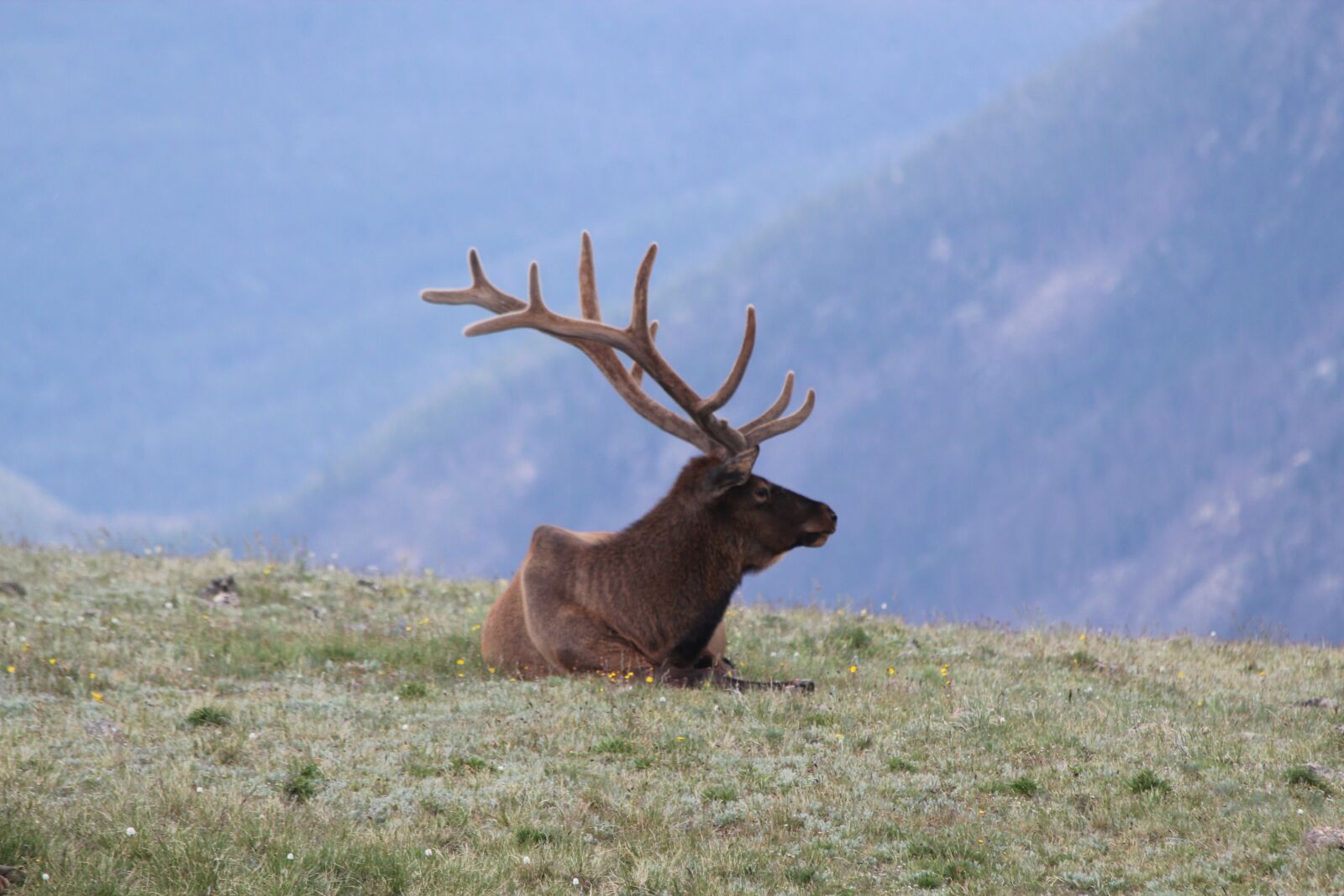 Canon EOS 550D (EOS Rebel T2i / EOS Kiss X4) sample photo. Elk, colorado, estes photography