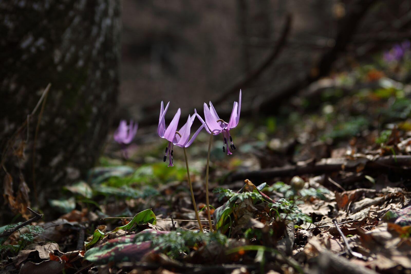 Canon EOS 5D Mark II sample photo. Nature, outdoors, leaf photography