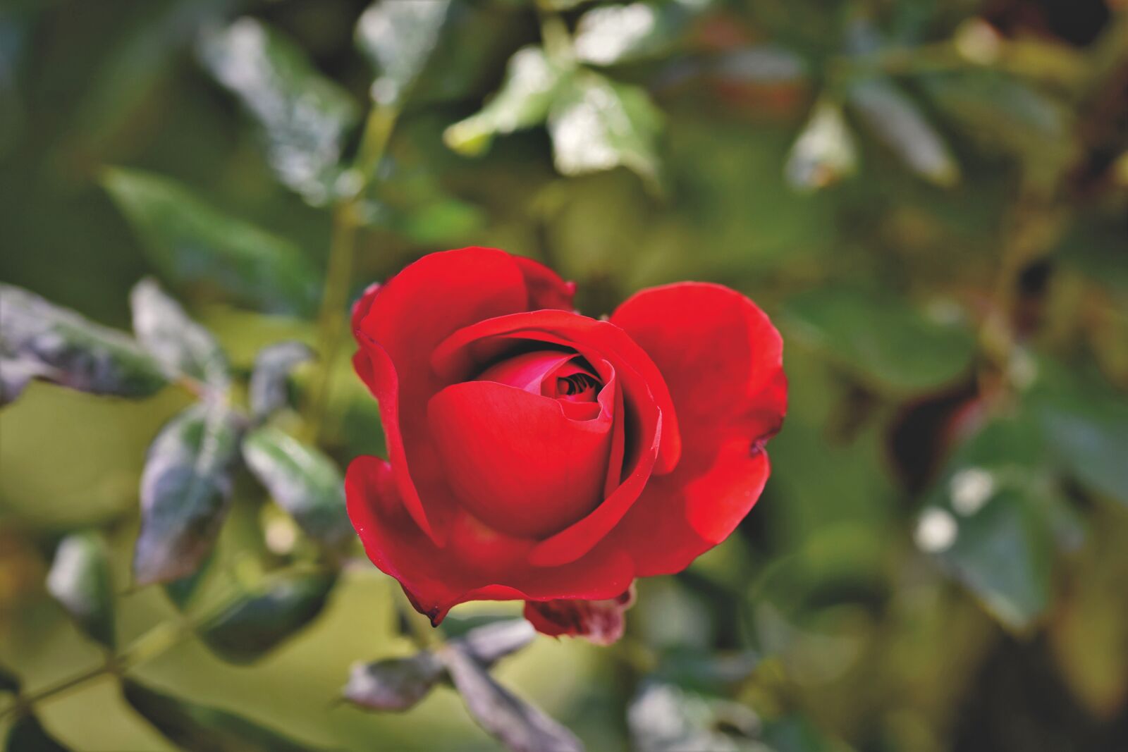 Nikon D7200 sample photo. Rose, rose bloom, garden photography