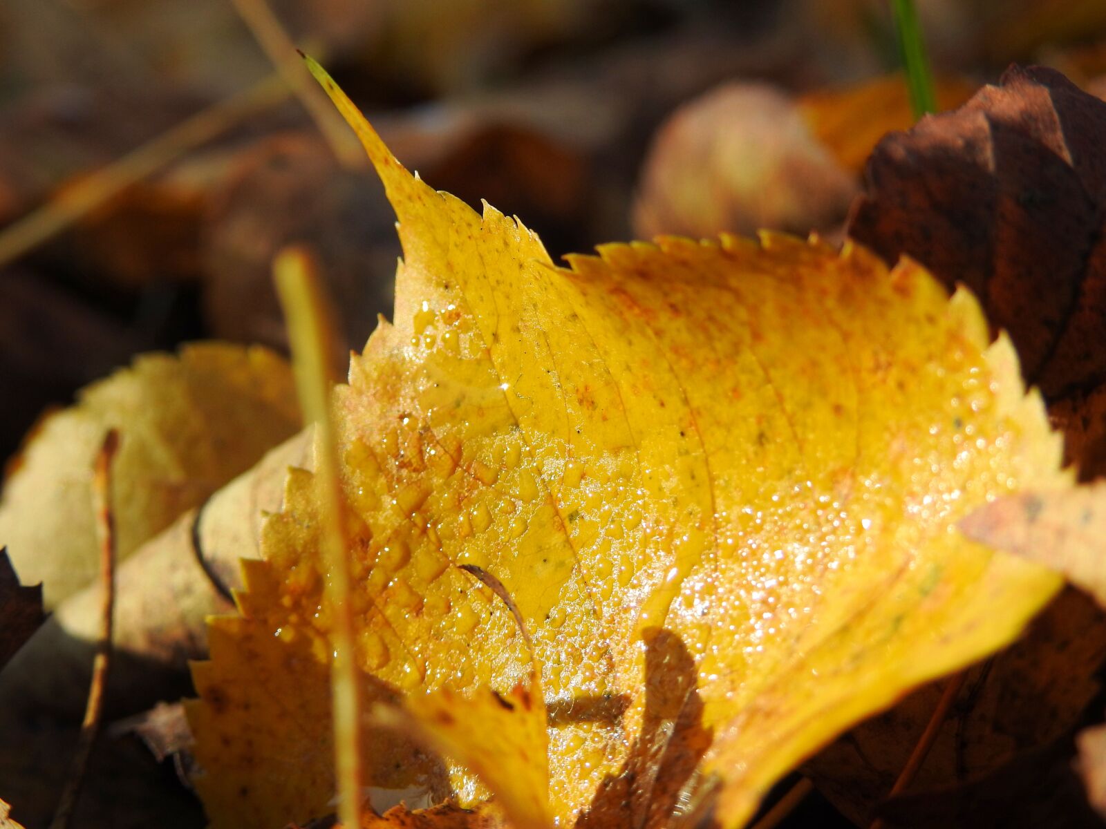 Nikon Coolpix P900 sample photo. Autumn, leaves, wet photography