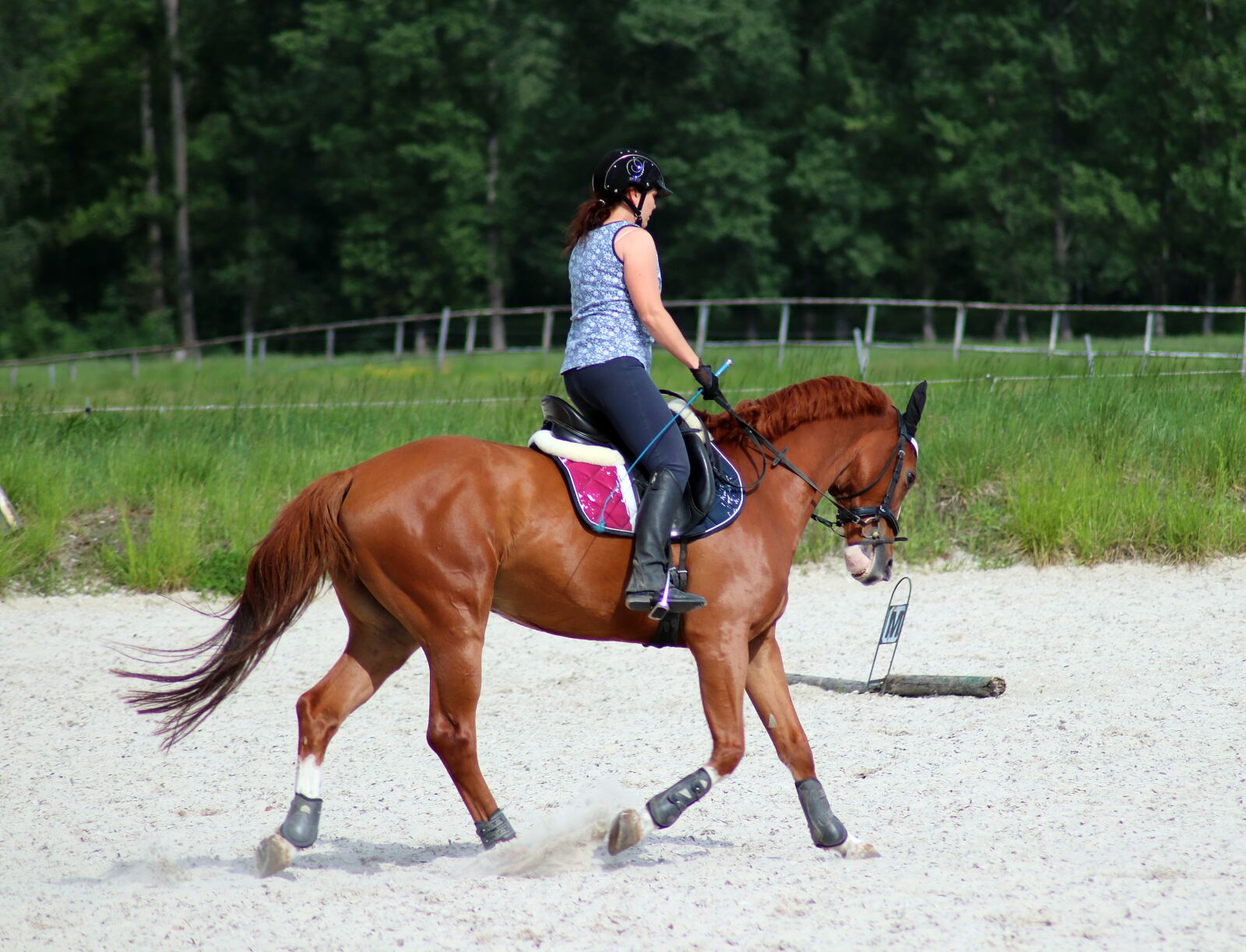 Canon EOS 77D (EOS 9000D / EOS 770D) sample photo. Horse, training, exercise photography