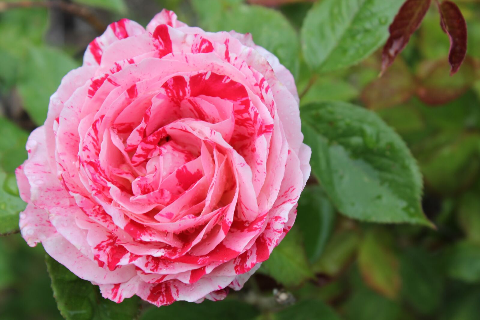 Canon EOS 550D (EOS Rebel T2i / EOS Kiss X4) sample photo. Rose, garden, painted photography