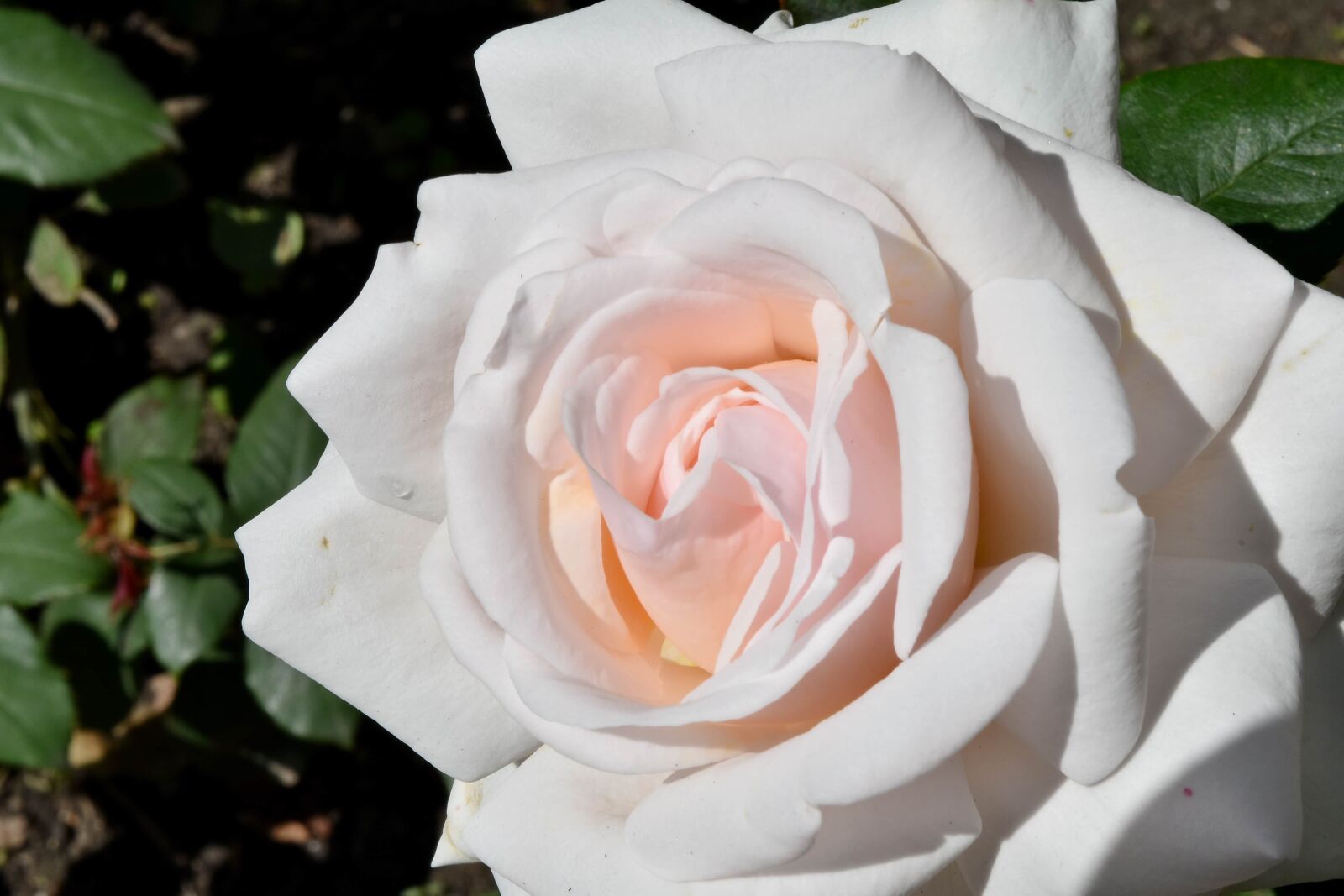 Nikon D5500 sample photo. Roses, white flower, rose photography