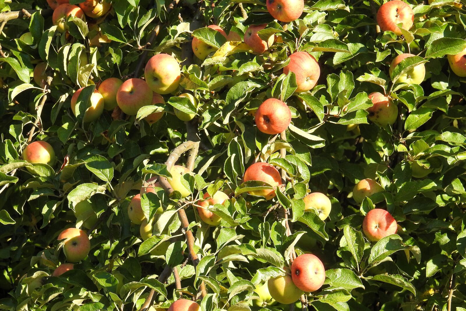 Nikon Coolpix P900 sample photo. Apple tree, apple, fruit photography