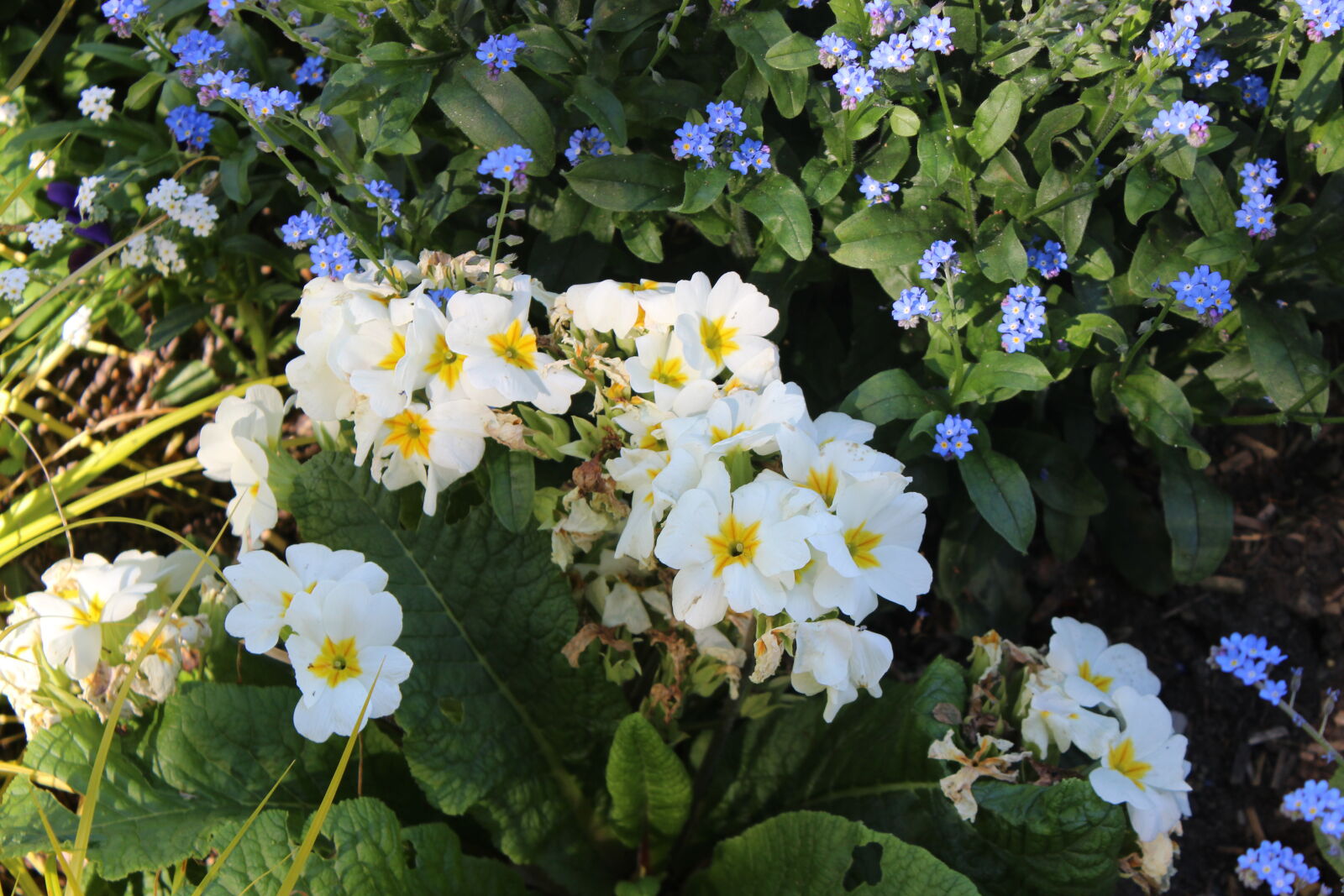 Canon EOS 600D (Rebel EOS T3i / EOS Kiss X5) sample photo. Blue, flower, flowers, france photography