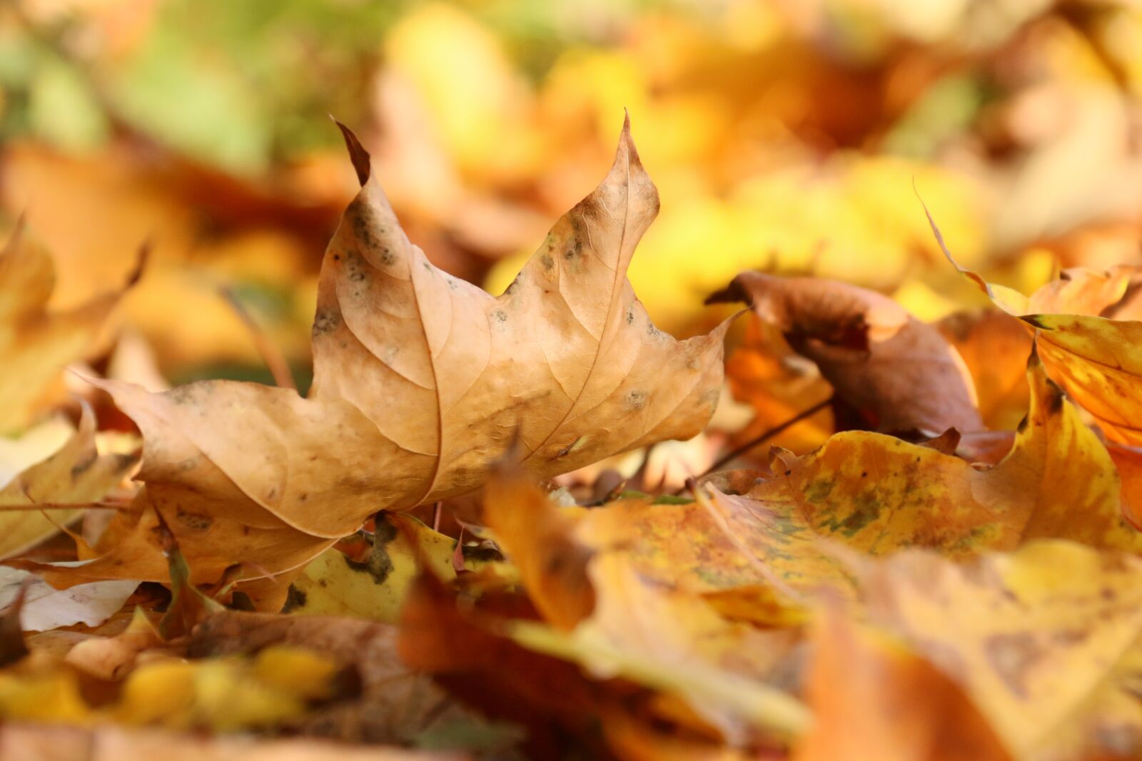 Canon EOS 70D sample photo. Leaves, fall, orange photography