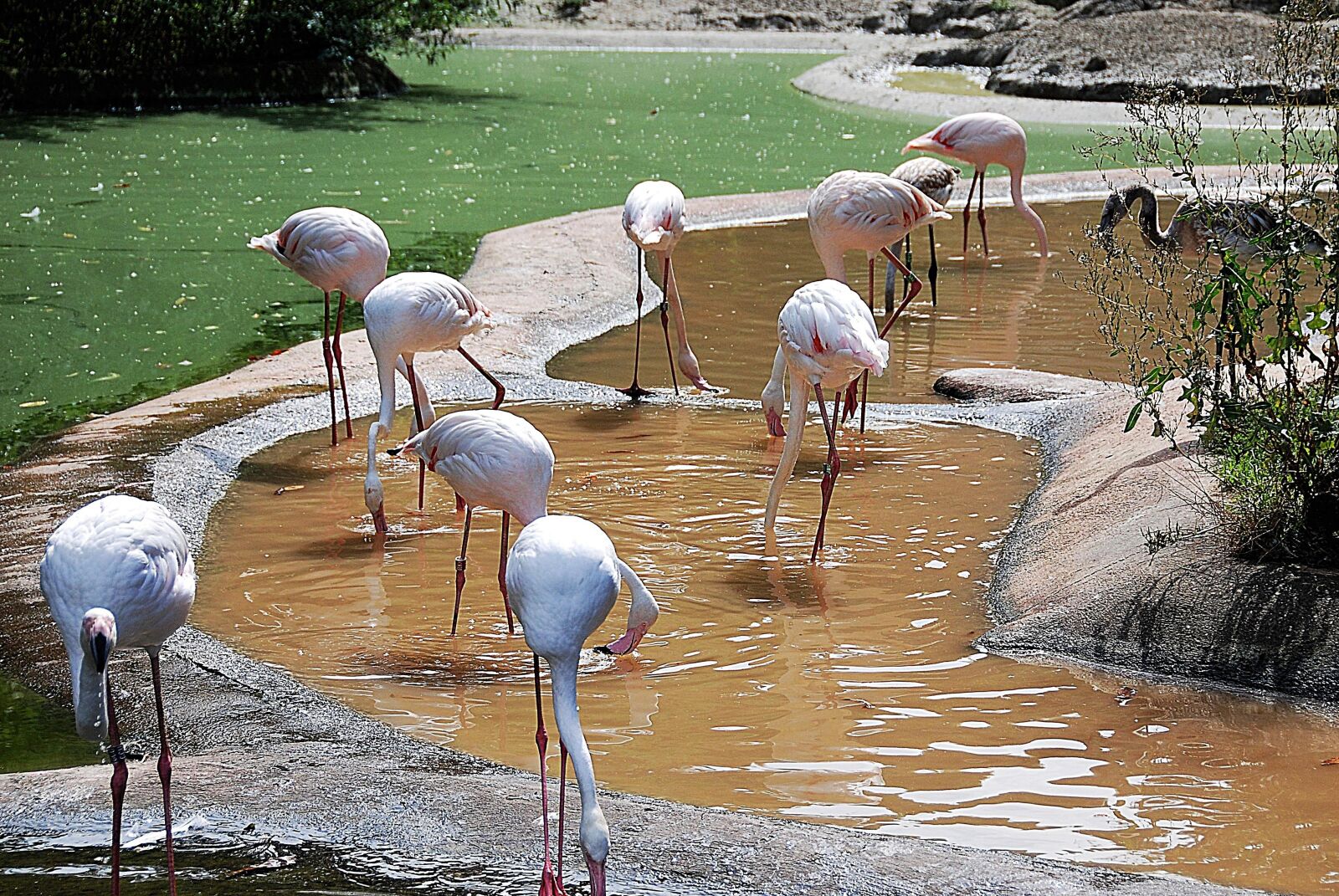 Nikon D80 sample photo. Flamingos, group, zoo photography