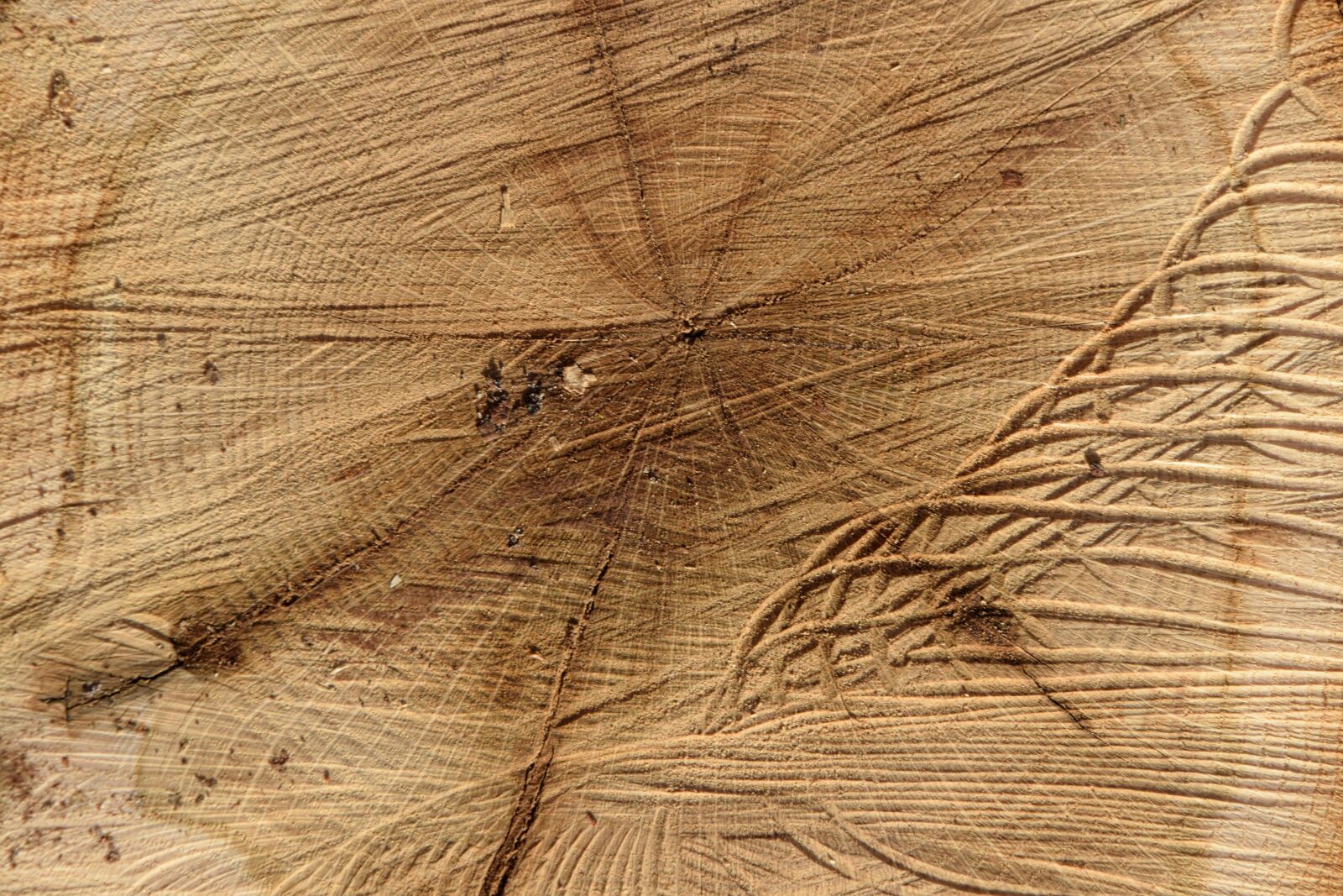Nikon D5300 sample photo. Log, structure, wood photography