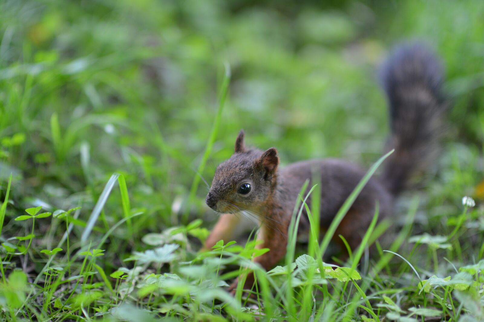Nikon D800 sample photo. Squirrel, animals, greens photography