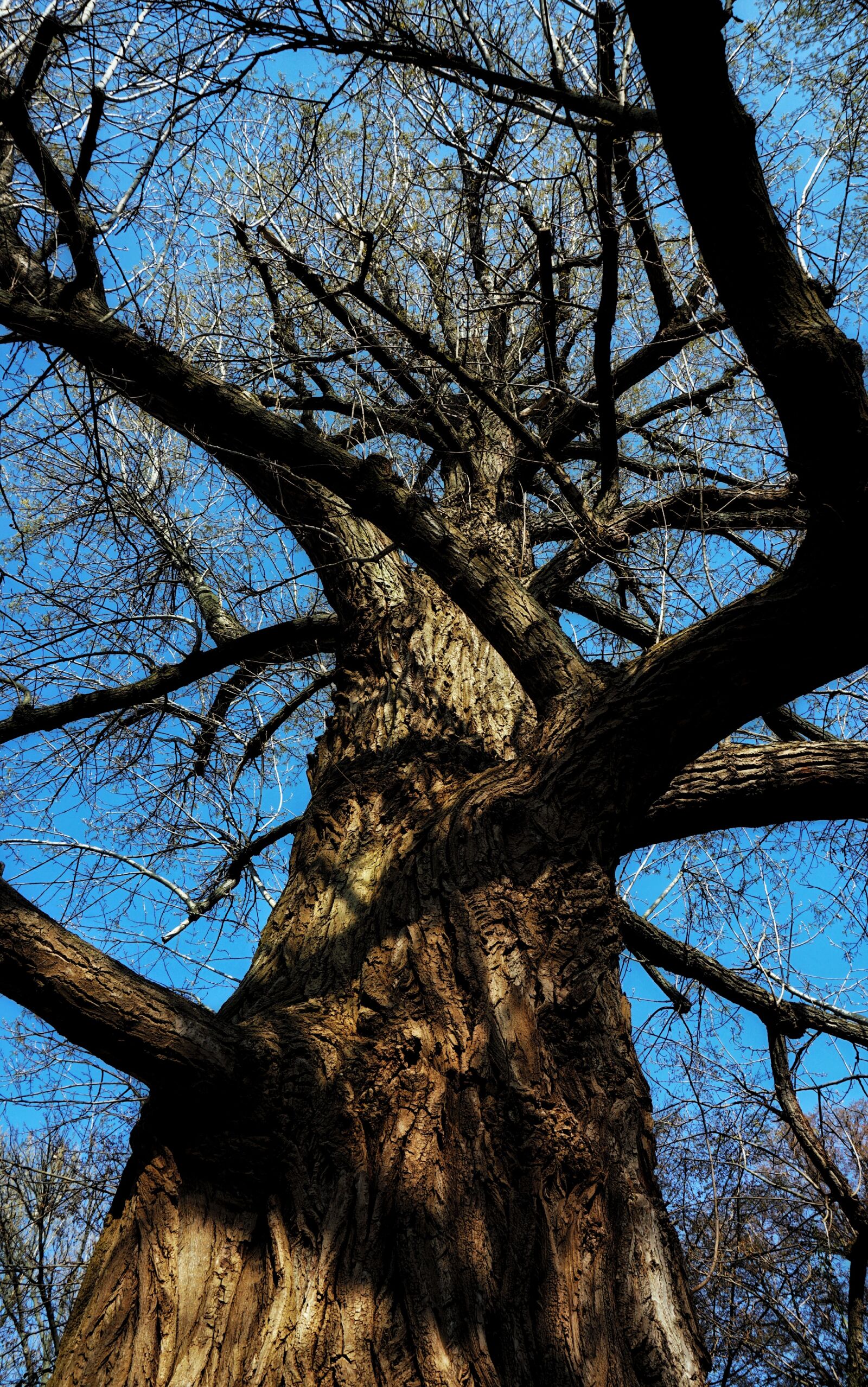 Sony a6000 sample photo. Tower, bark, ground photography