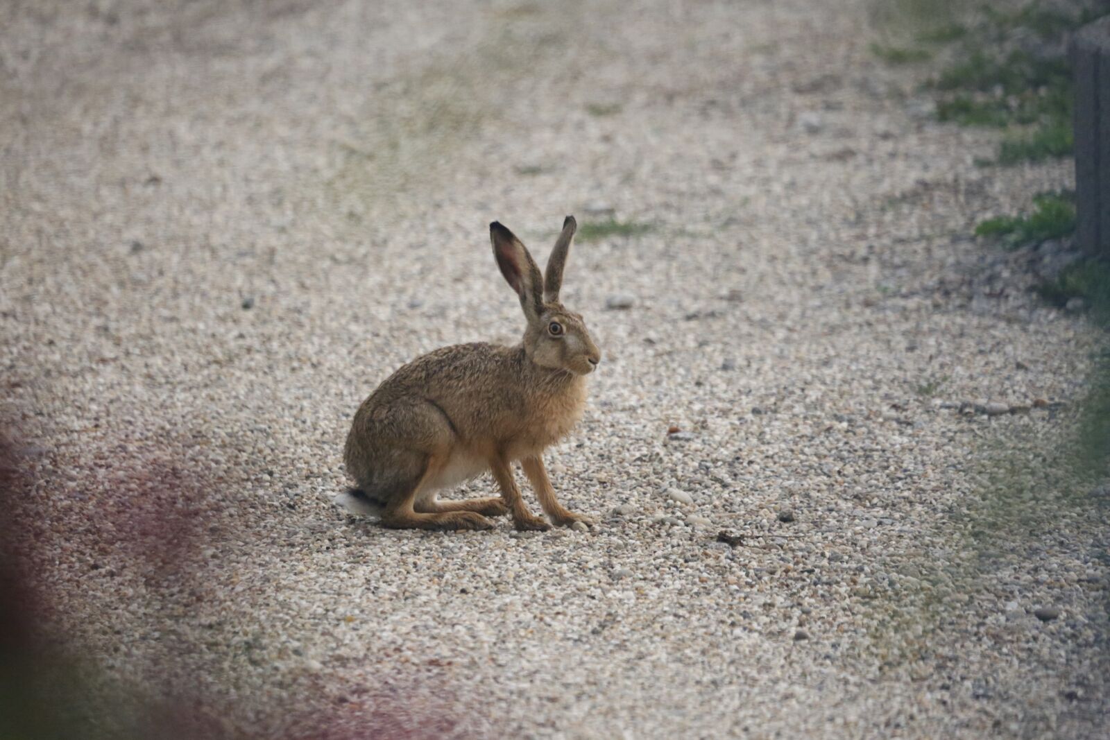 Canon EF 100-400mm F4.5-5.6L IS USM sample photo. Hare, ears, nature photography