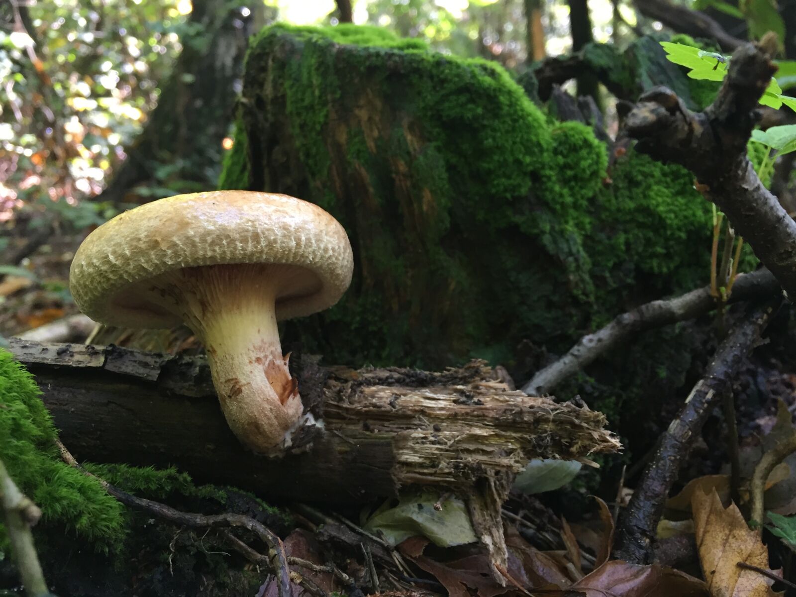 Apple iPhone 6 sample photo. Mushrooms, underwood, autumn photography