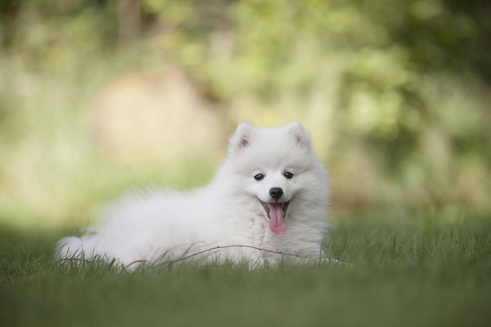 Canon EOS 5D Mark II + Canon EF 70-200mm F2.8L USM sample photo. Dog, puppy, pet photography