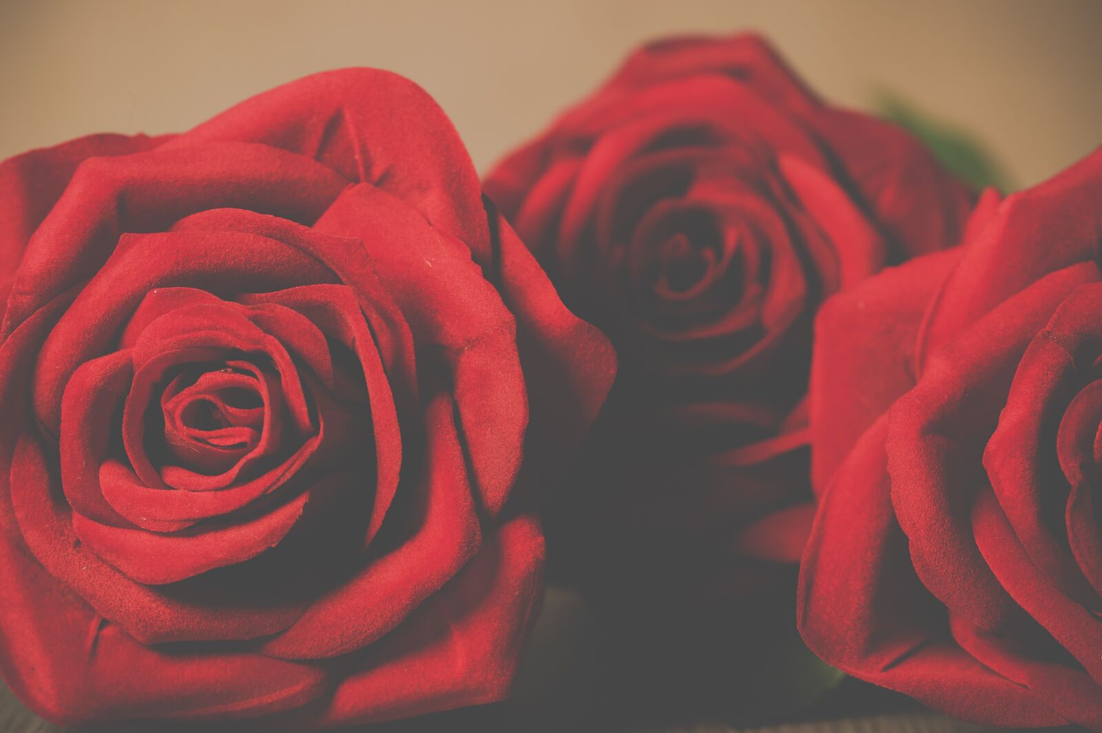 Sony SLT-A58 + 105mm F2.8 sample photo. Roses, petal, love photography