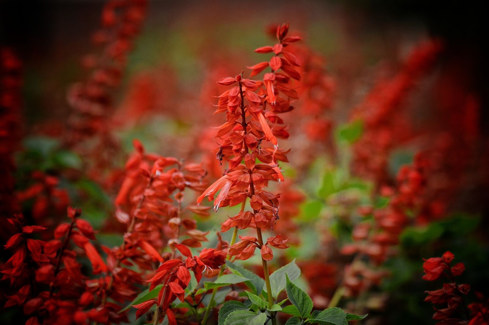 Nikon D5100 sample photo. Flowers, in the garden photography