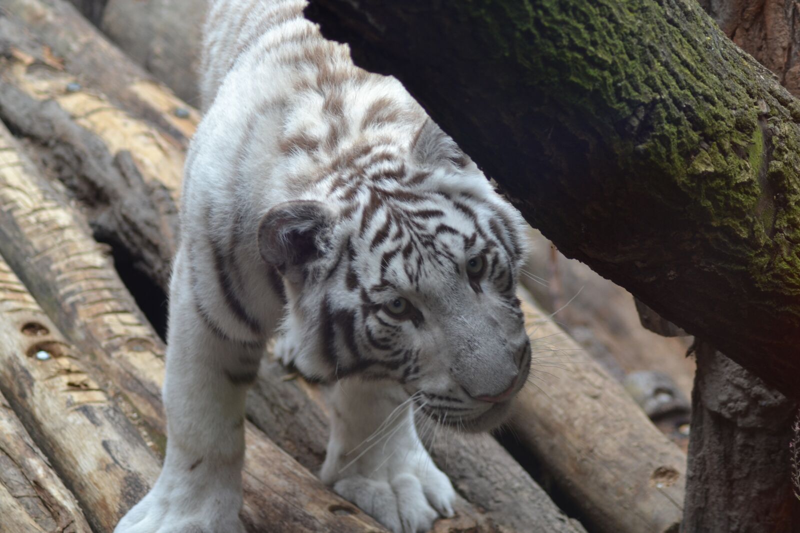 Nikon D3100 sample photo. Tiger, white, zoo photography