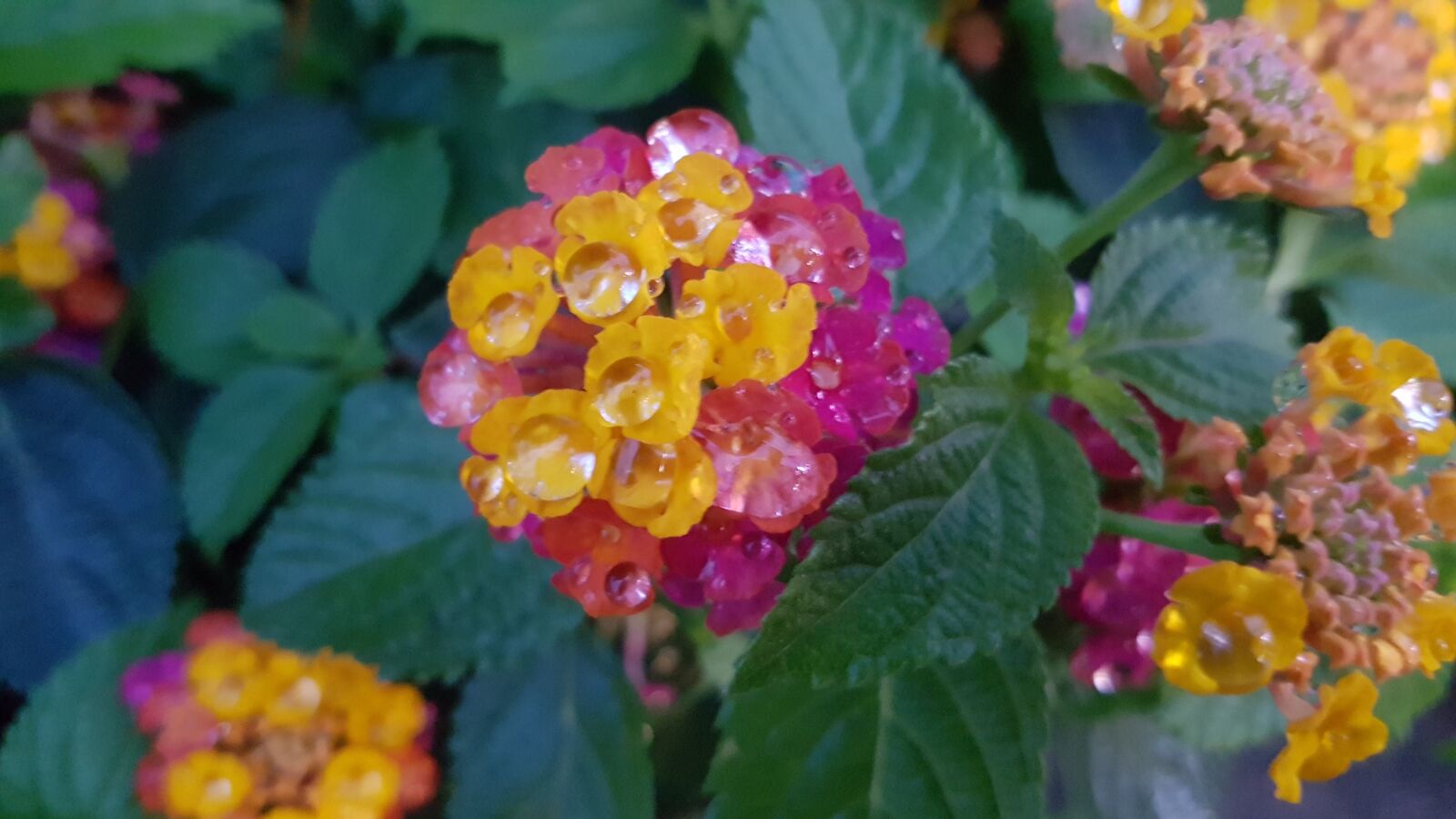 Samsung Galaxy S7 sample photo. Water, pink flower, yellow photography