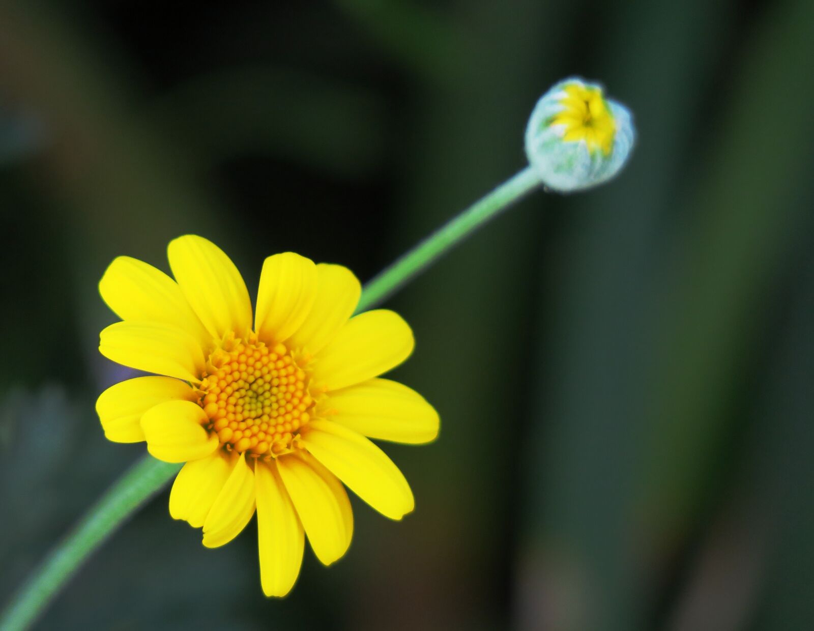 Canon PowerShot G3 X sample photo. Nature, flower, plant photography